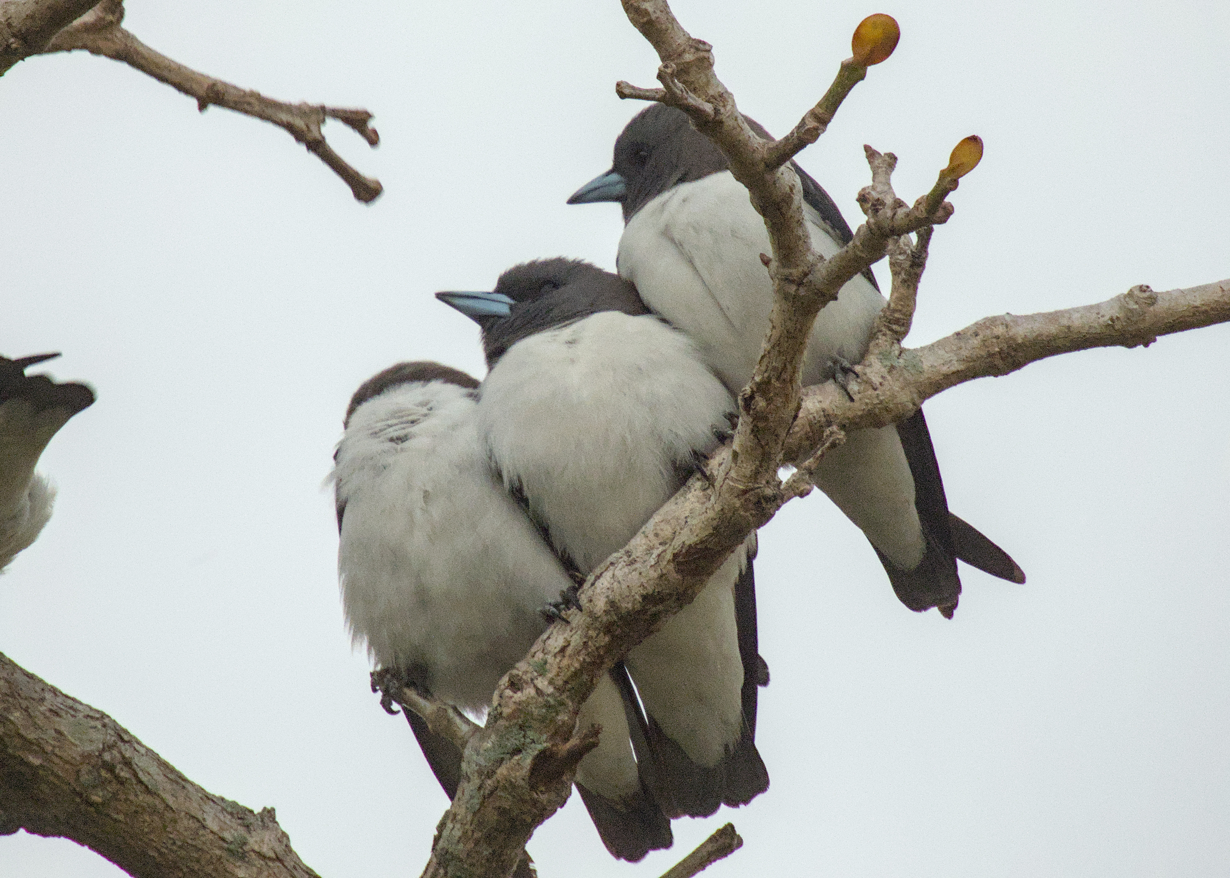 White-breasted Woodswallow