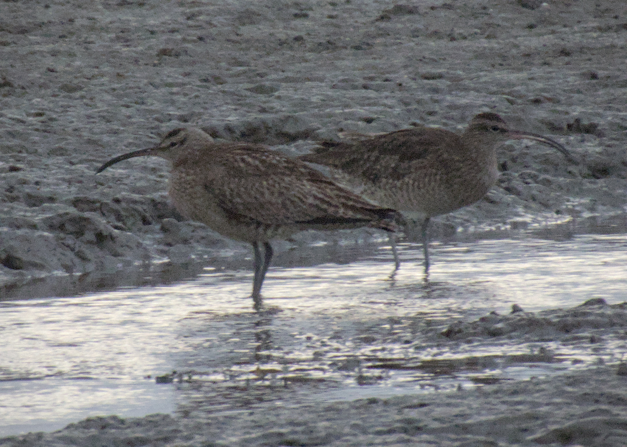 Whimbrel