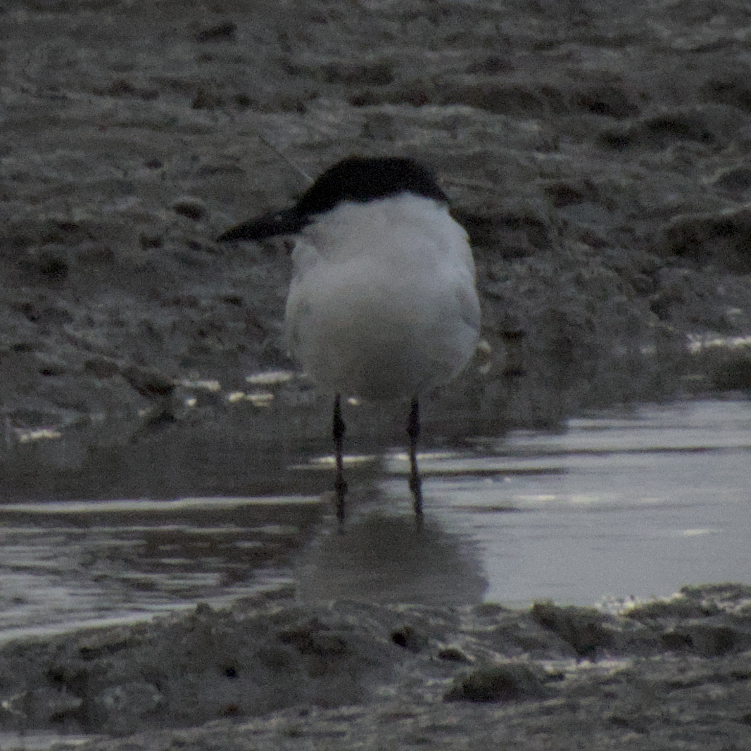 Australian Tern