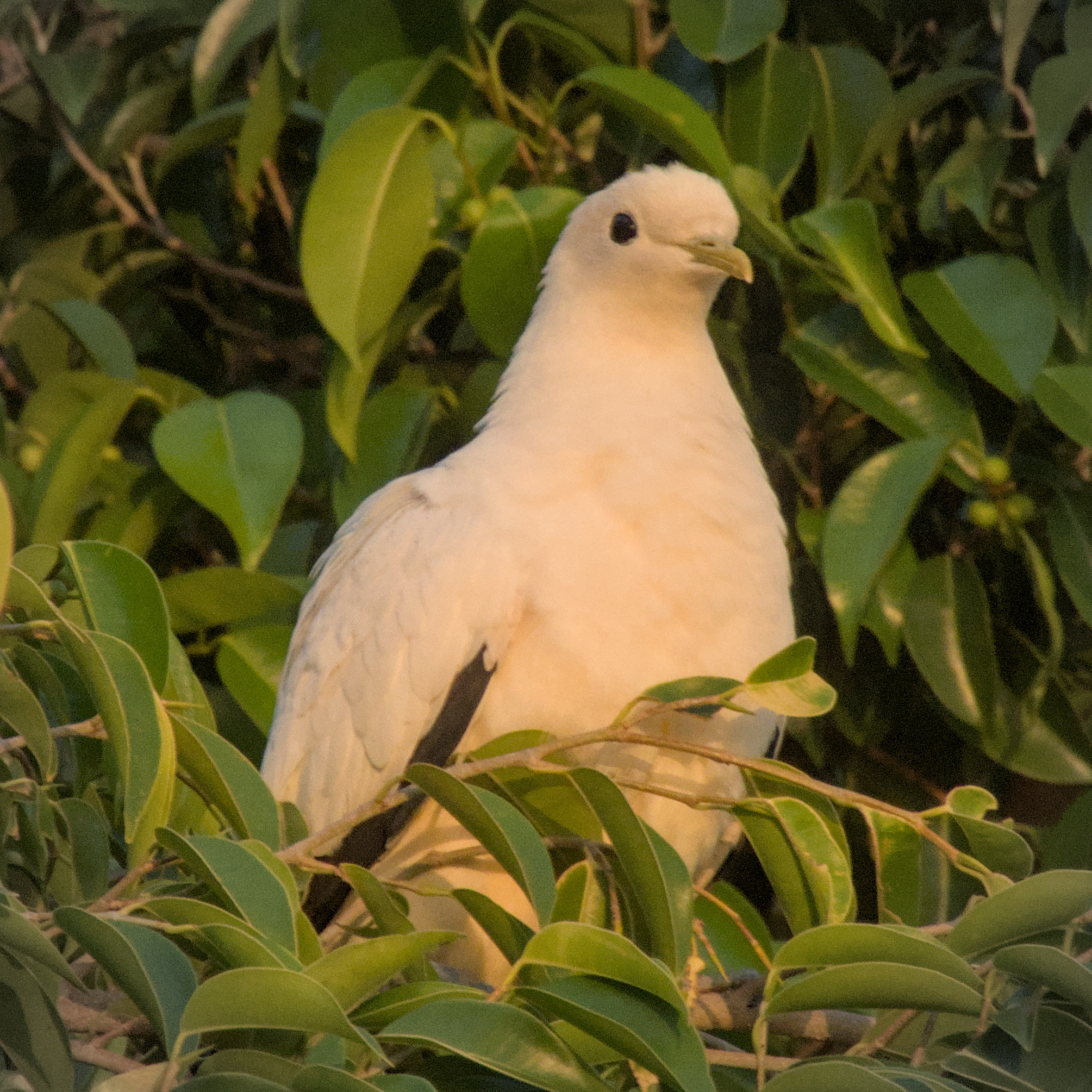 Torresian Imperial-Pigeon