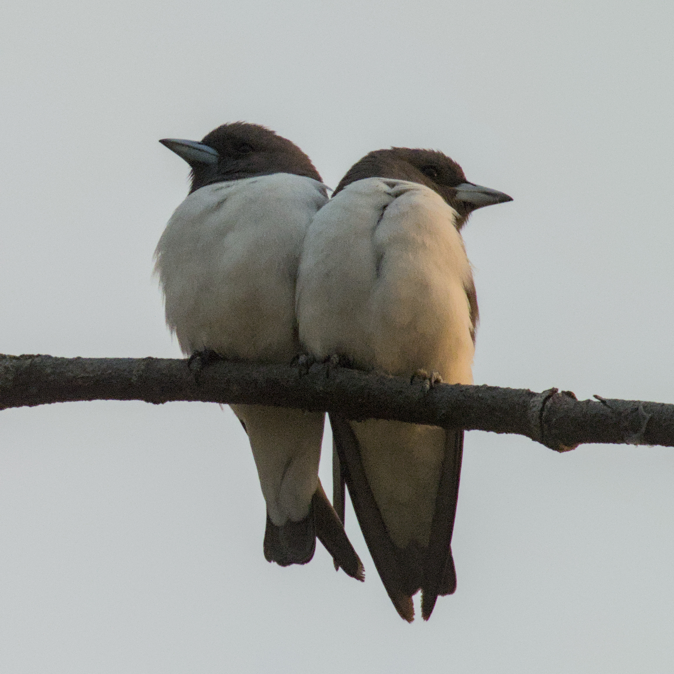 White-breasted Woodswallow