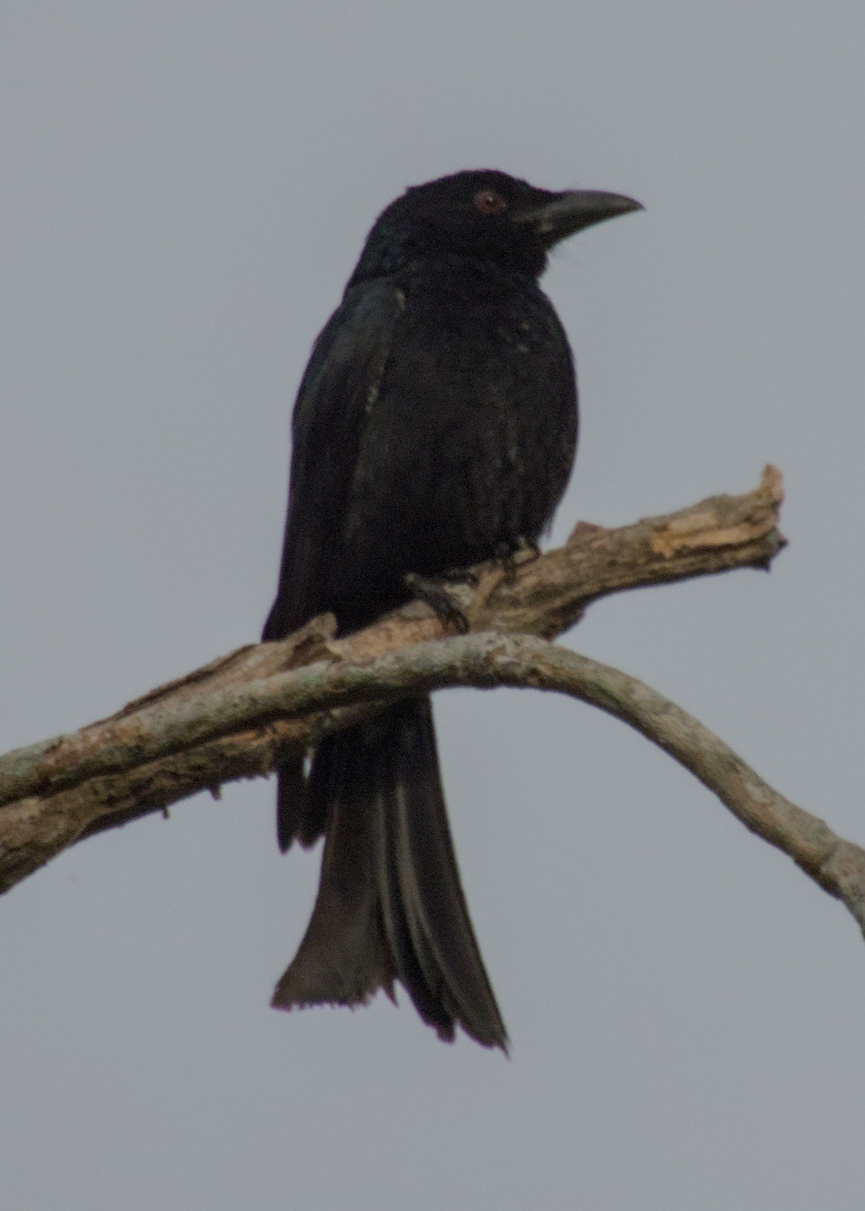 Spangled Drongo