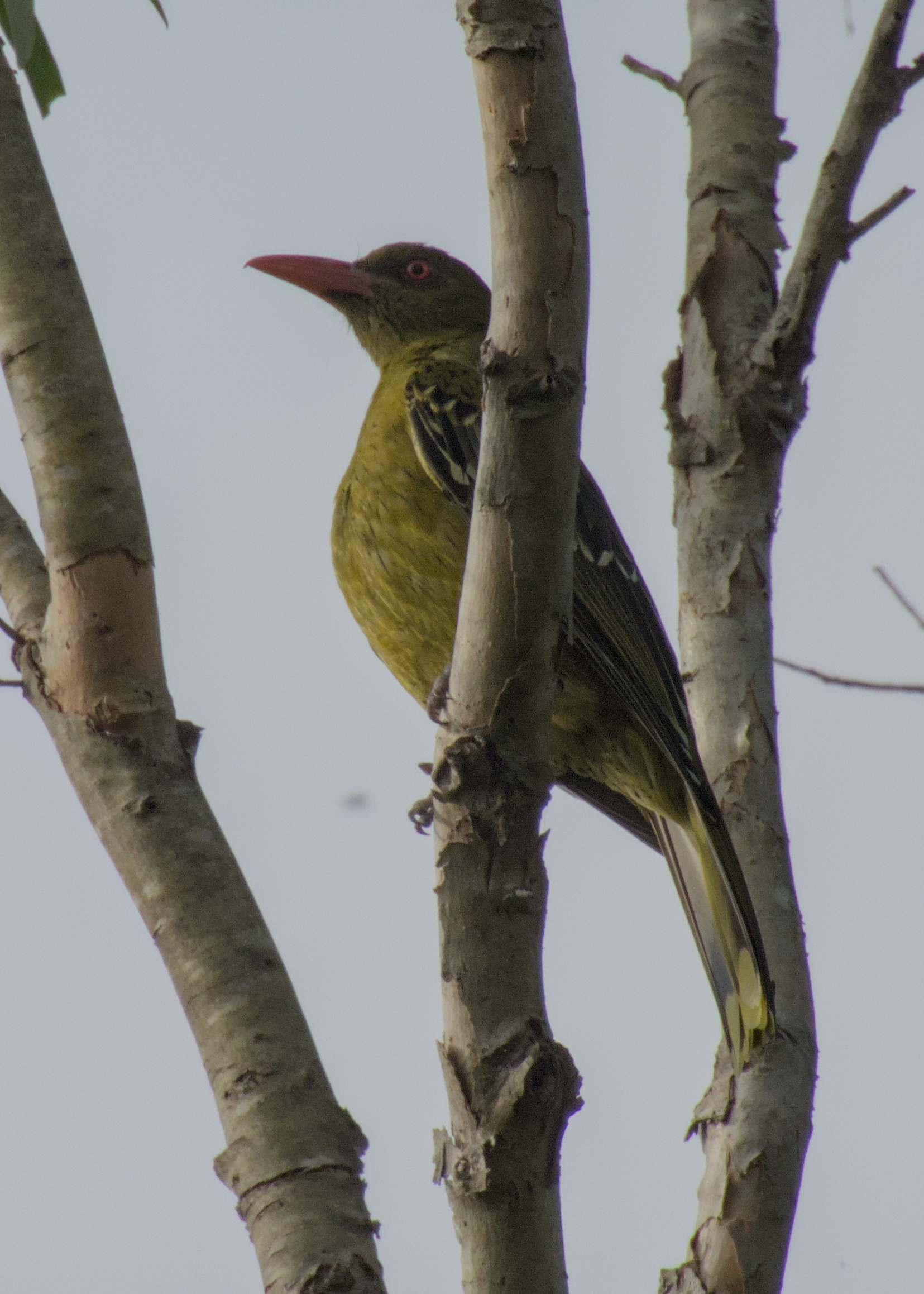 Green Oriole