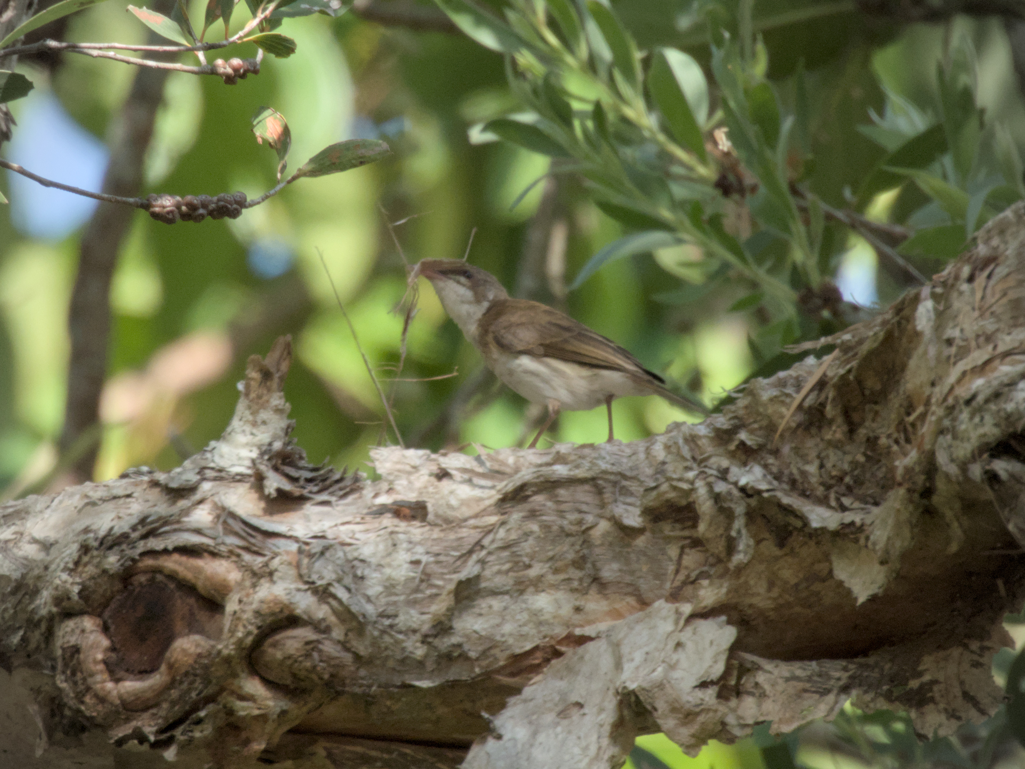 Brown-backed Honeyeater