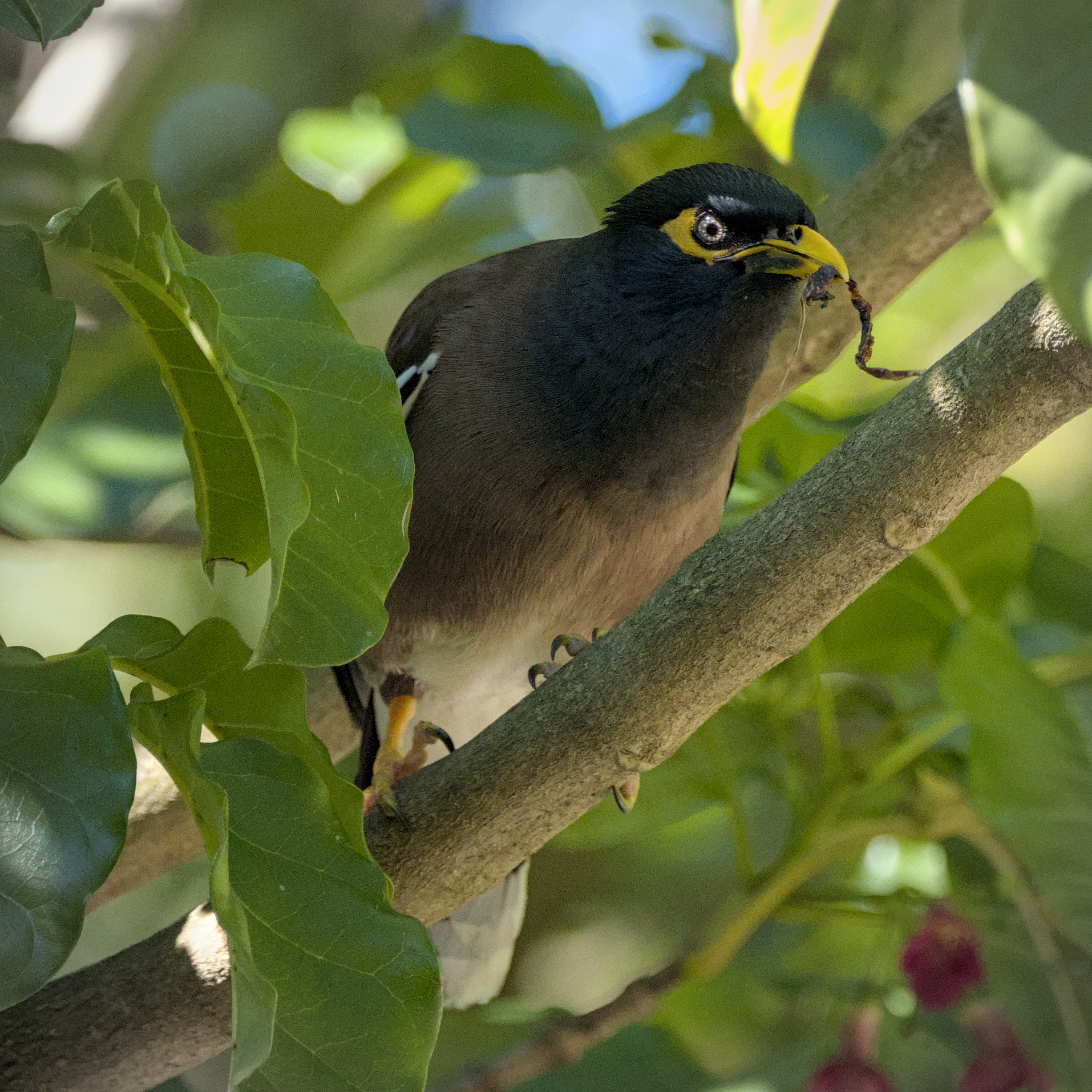 Common Myna Common Myna