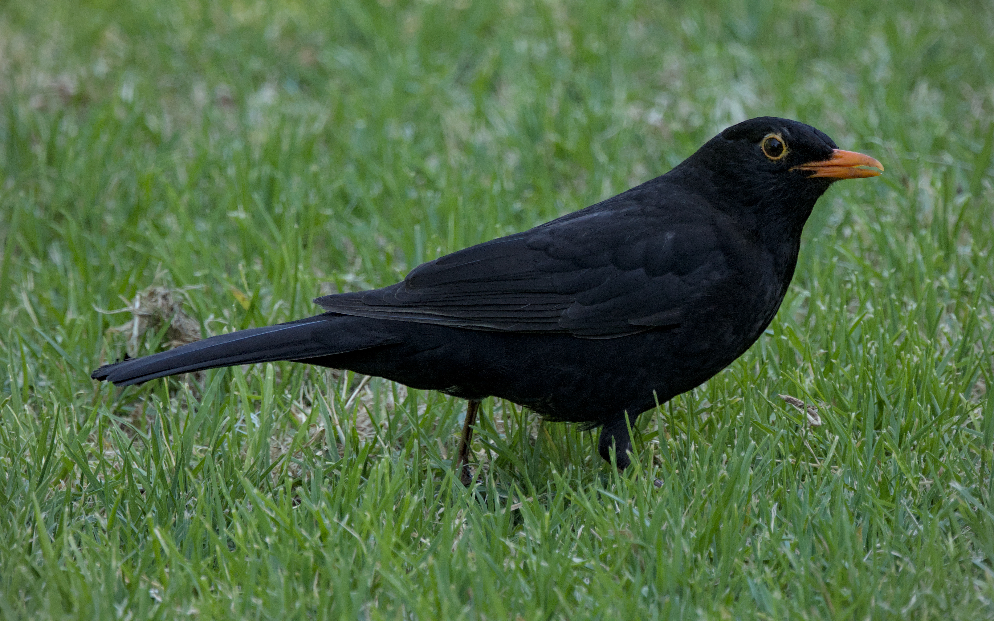 Eurasian Blackbird Eurasian Blackbird