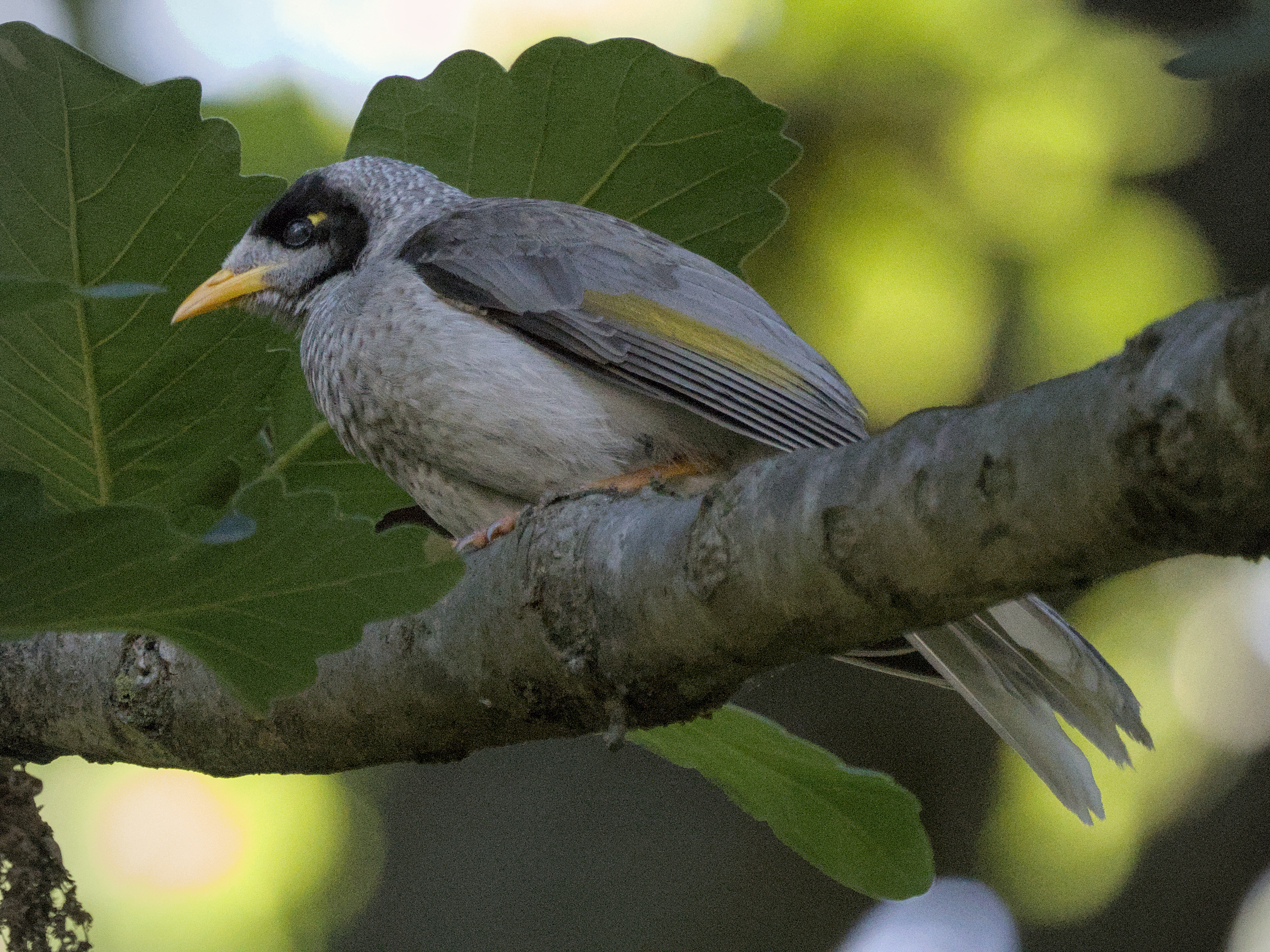 Noisy Miner Noisy Miner