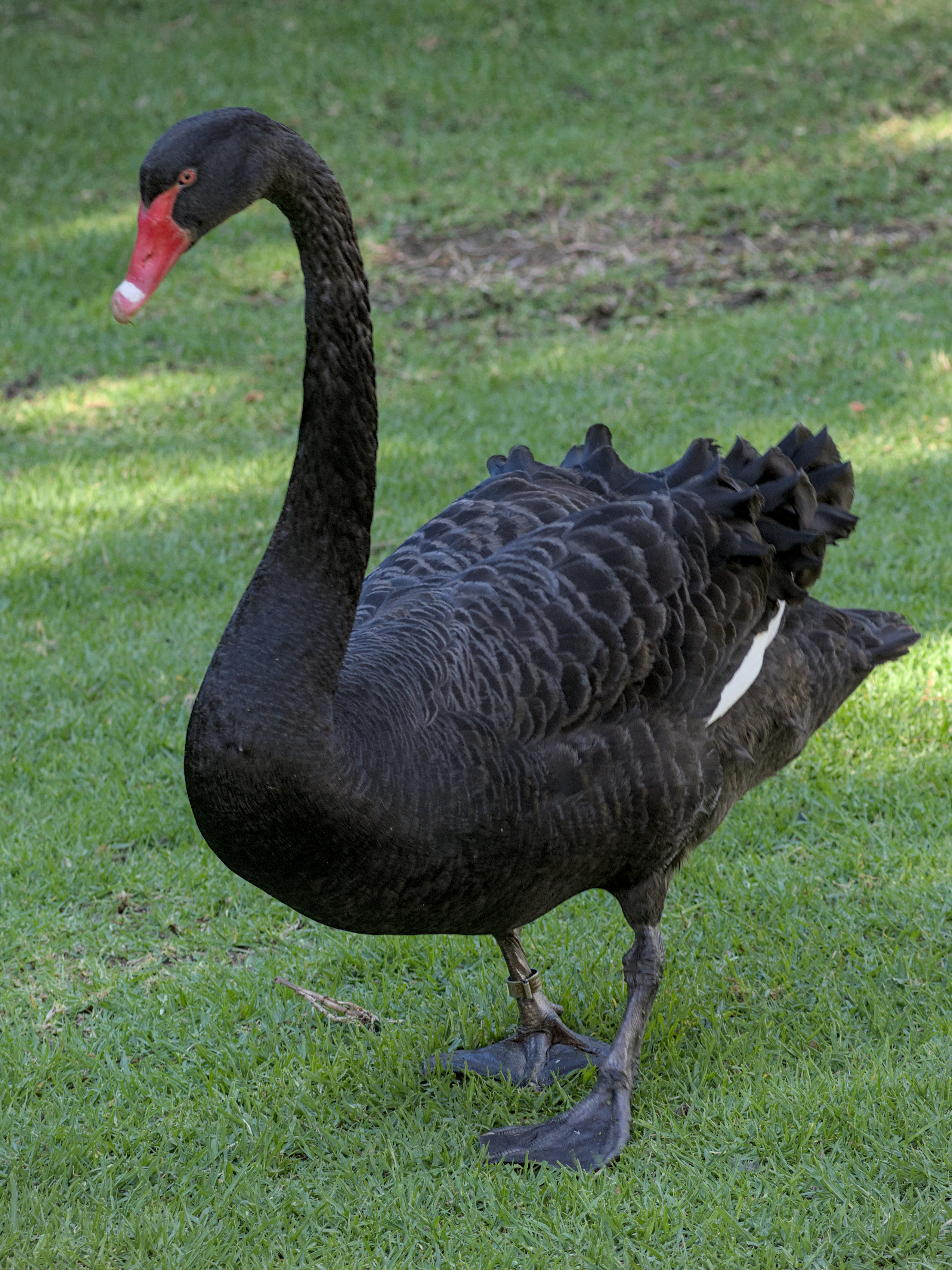 Black Swan Black Swan