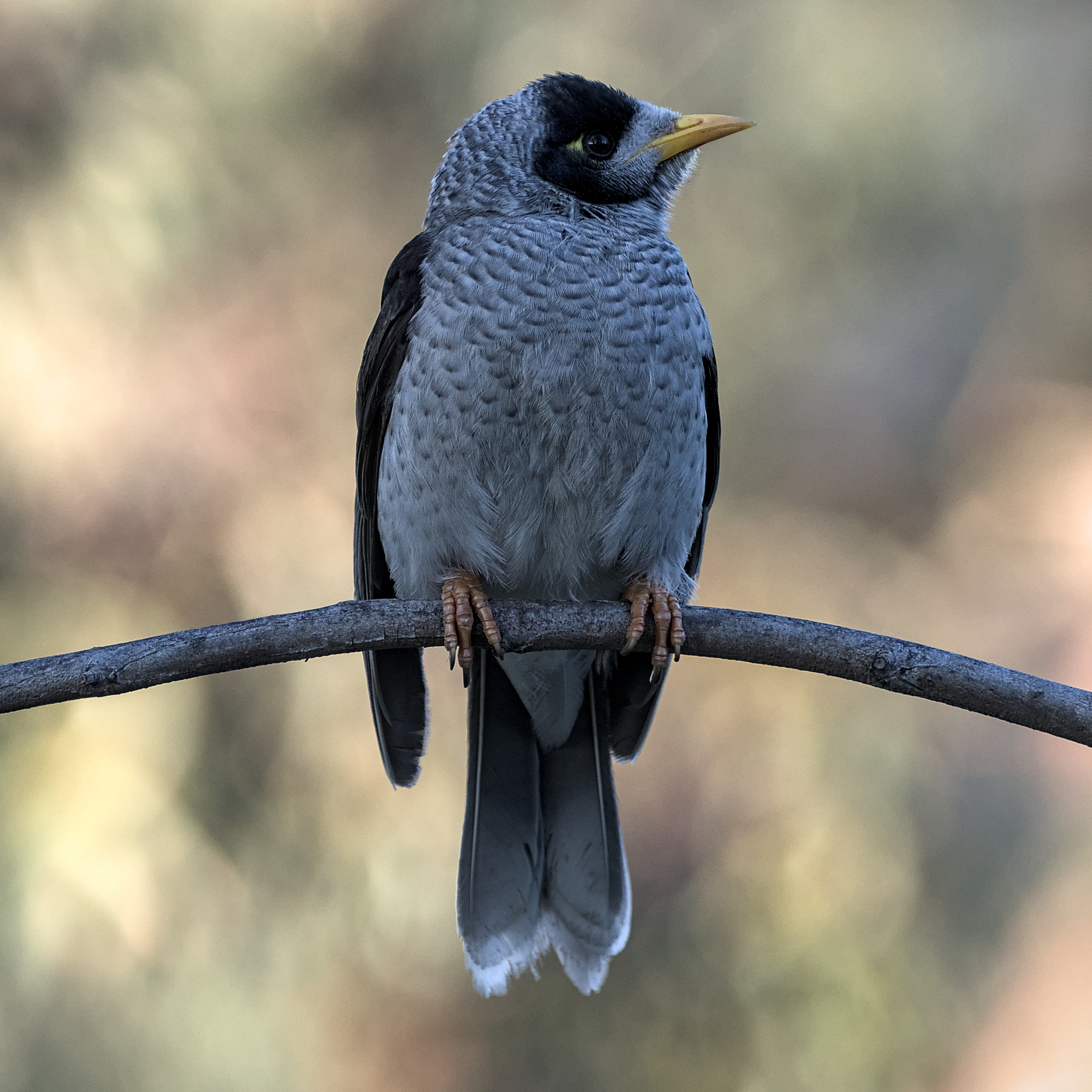 Noisy Miner Noisy Miner