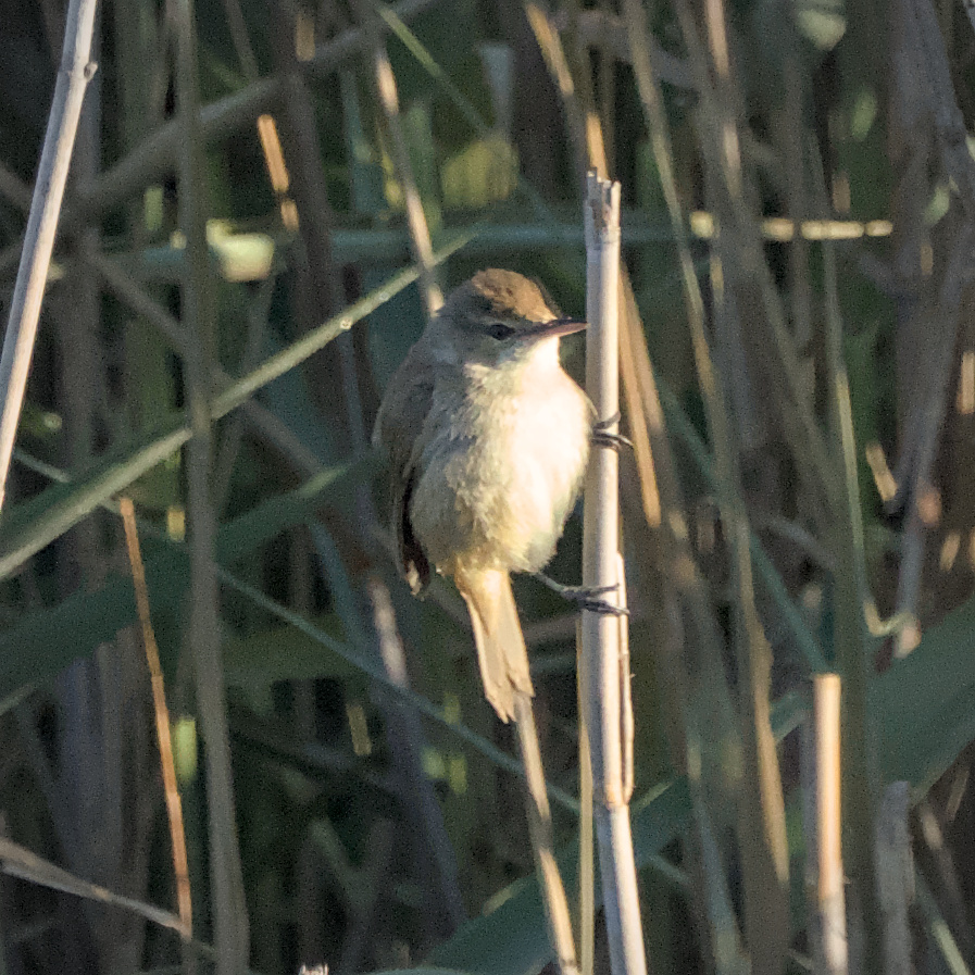 Australian Reed Warbler
