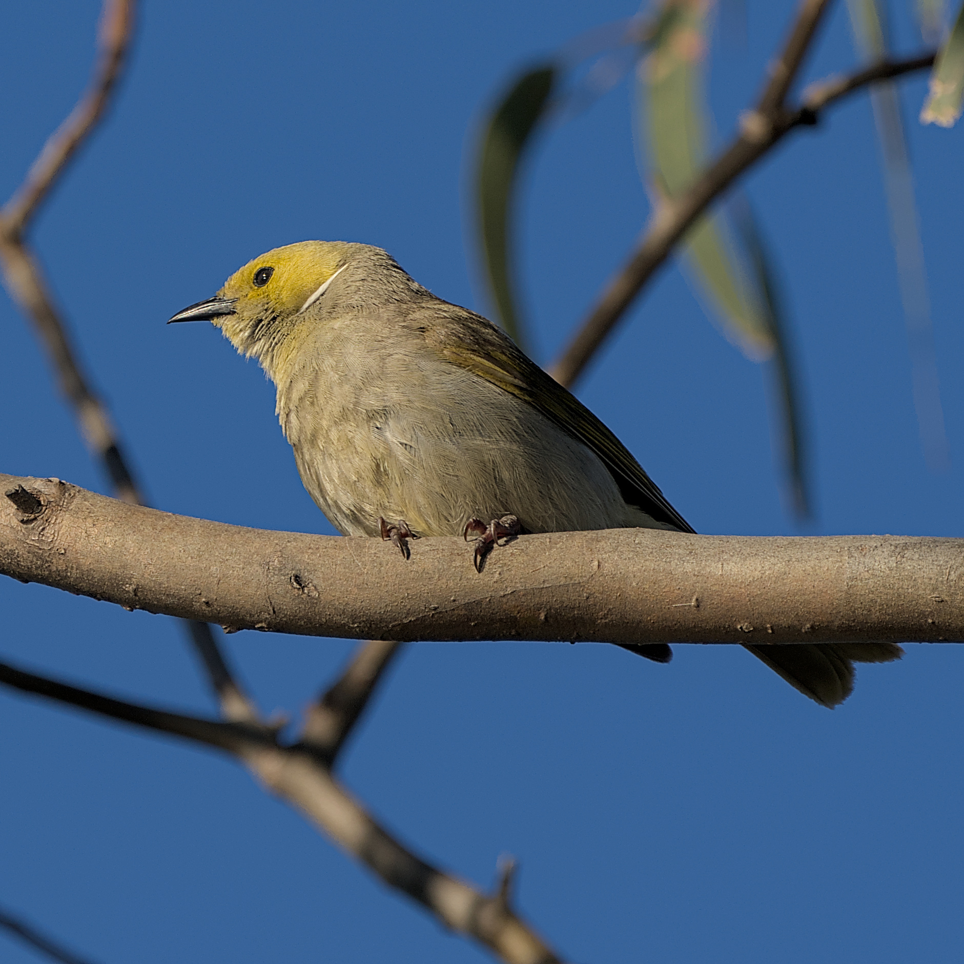 White-plumed Honeyeater White-plumed Honeyeater