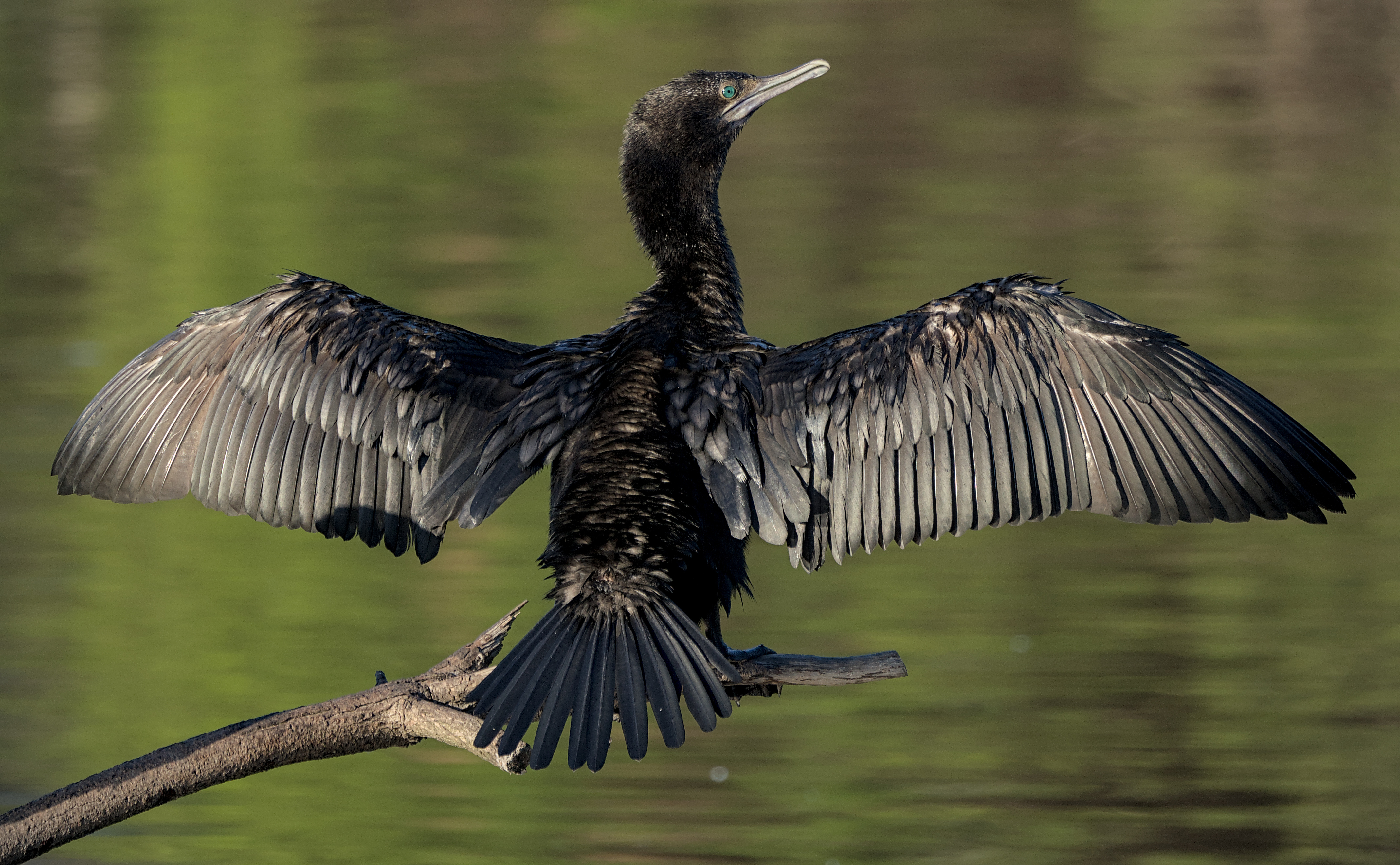 Little Black Cormorant