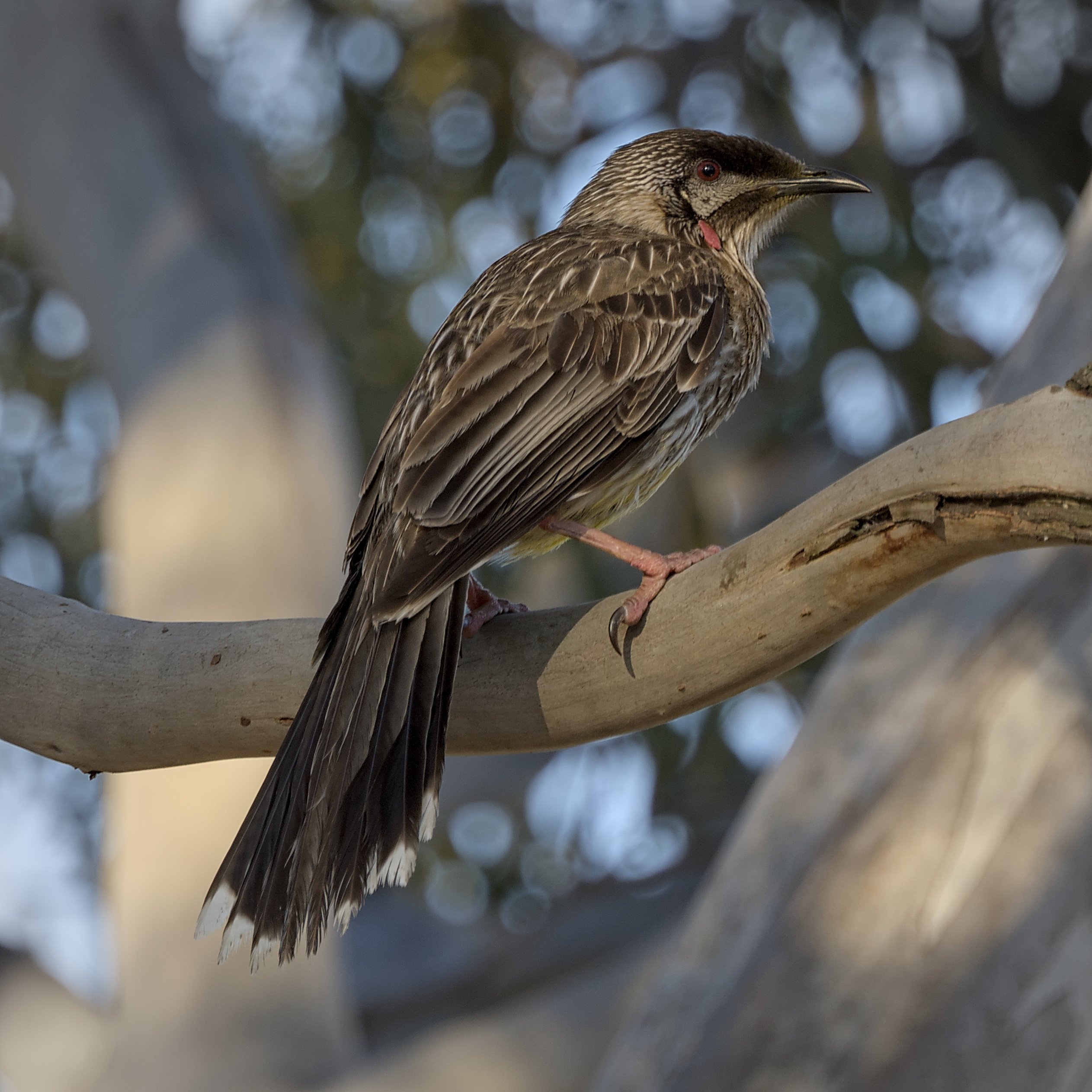 Red Wattlebird