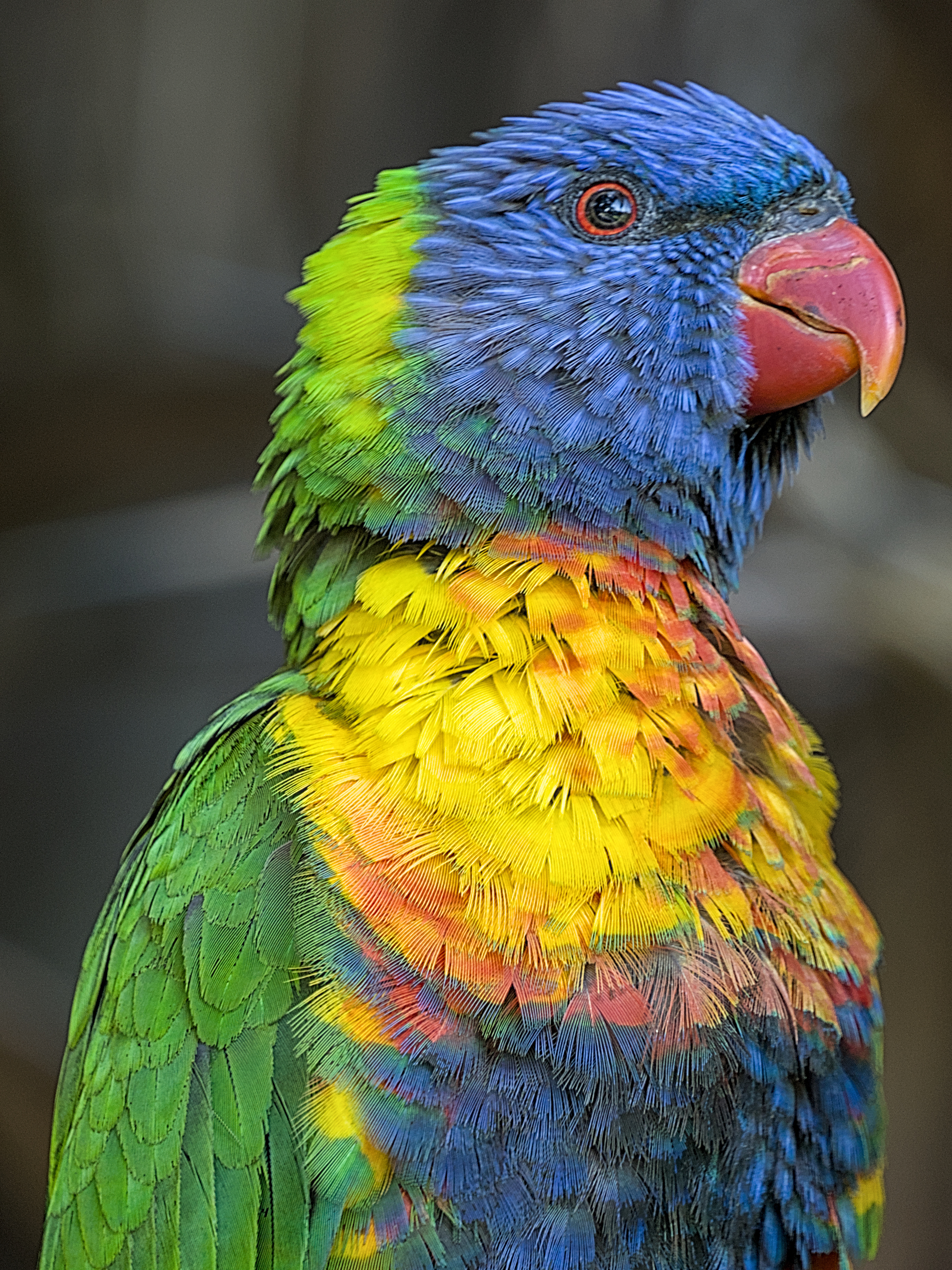 Rainbow Lorikeet Rainbow Lorikeet
