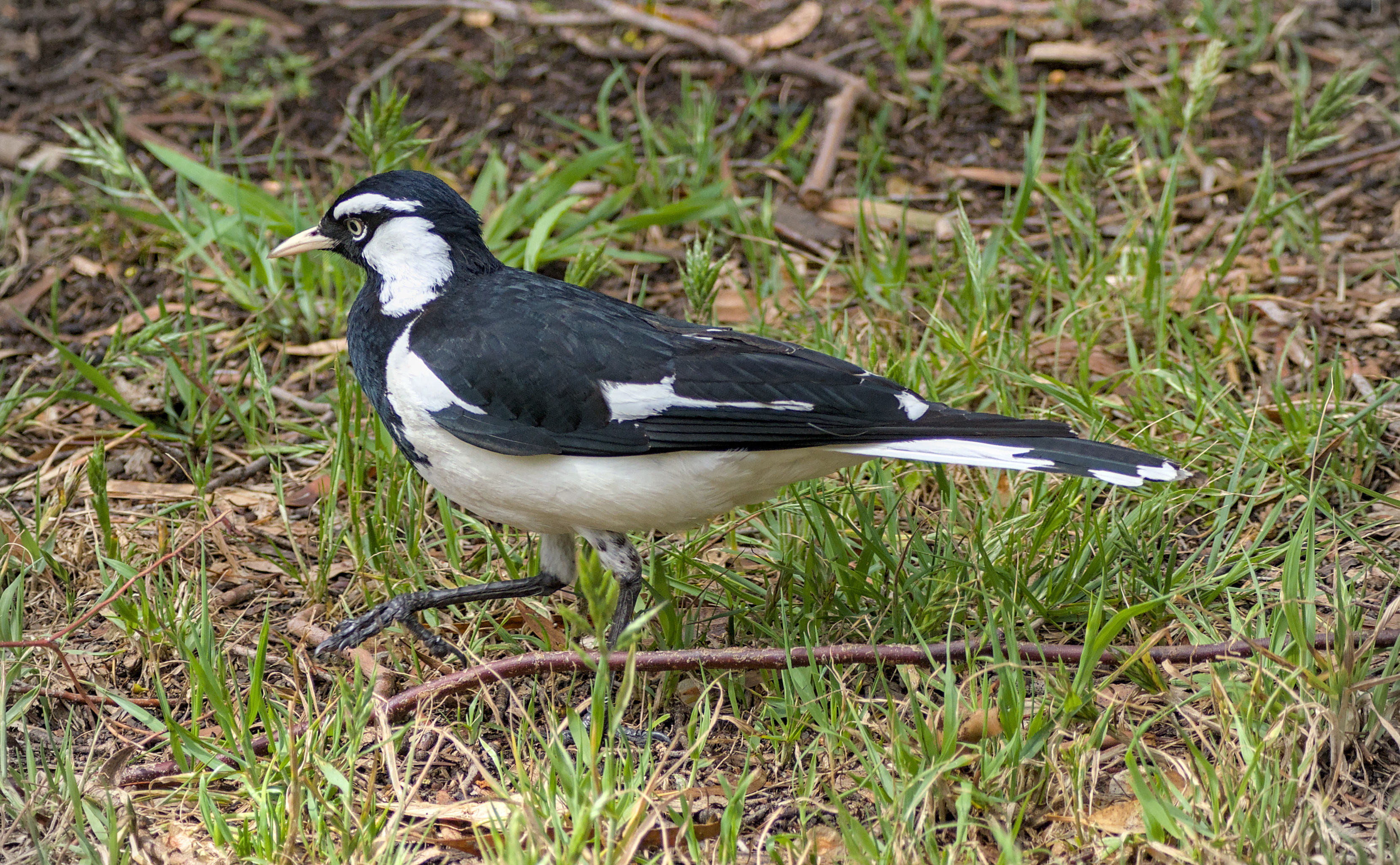 Magpie-lark