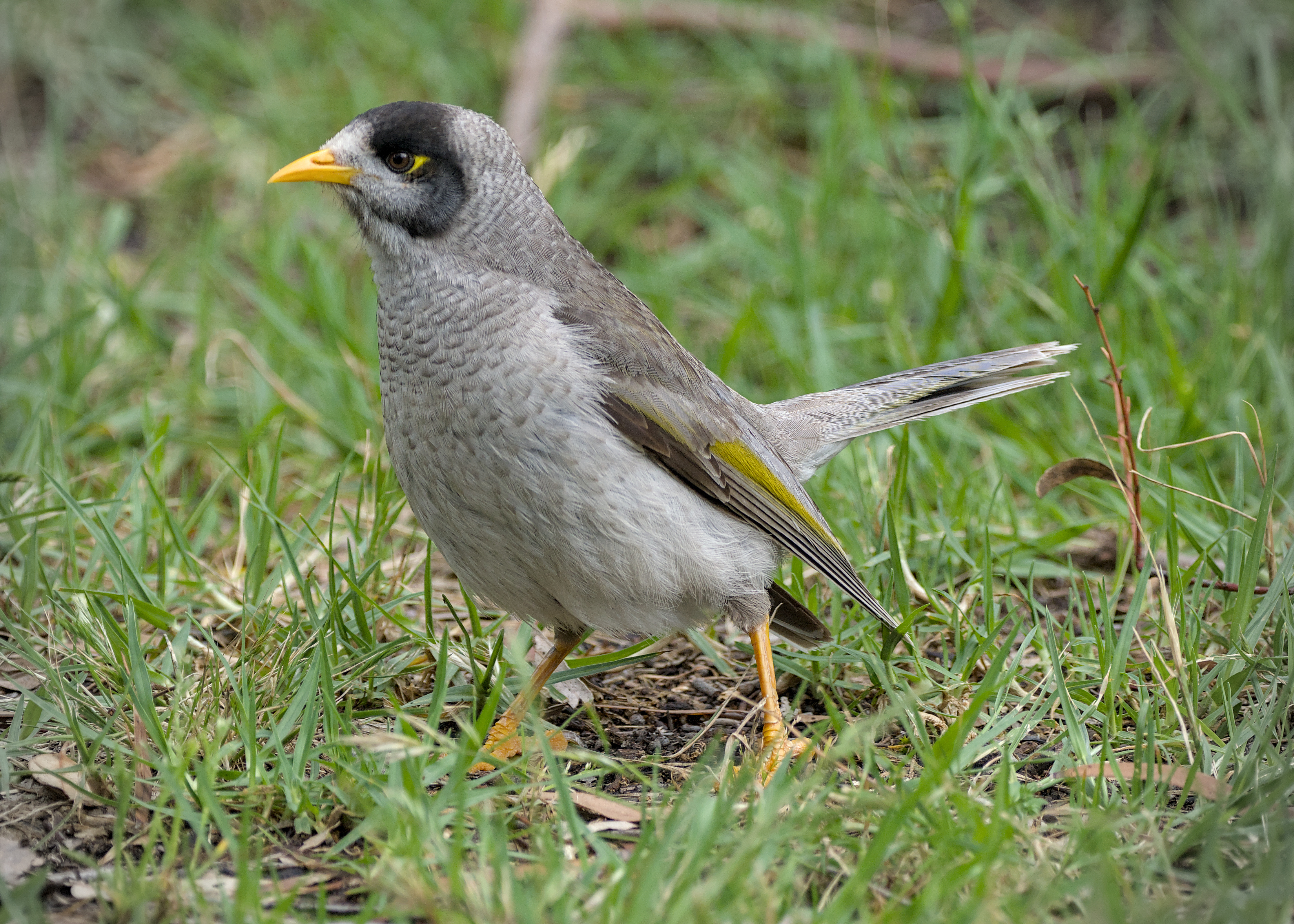 Noisy Miner Noisy Miner