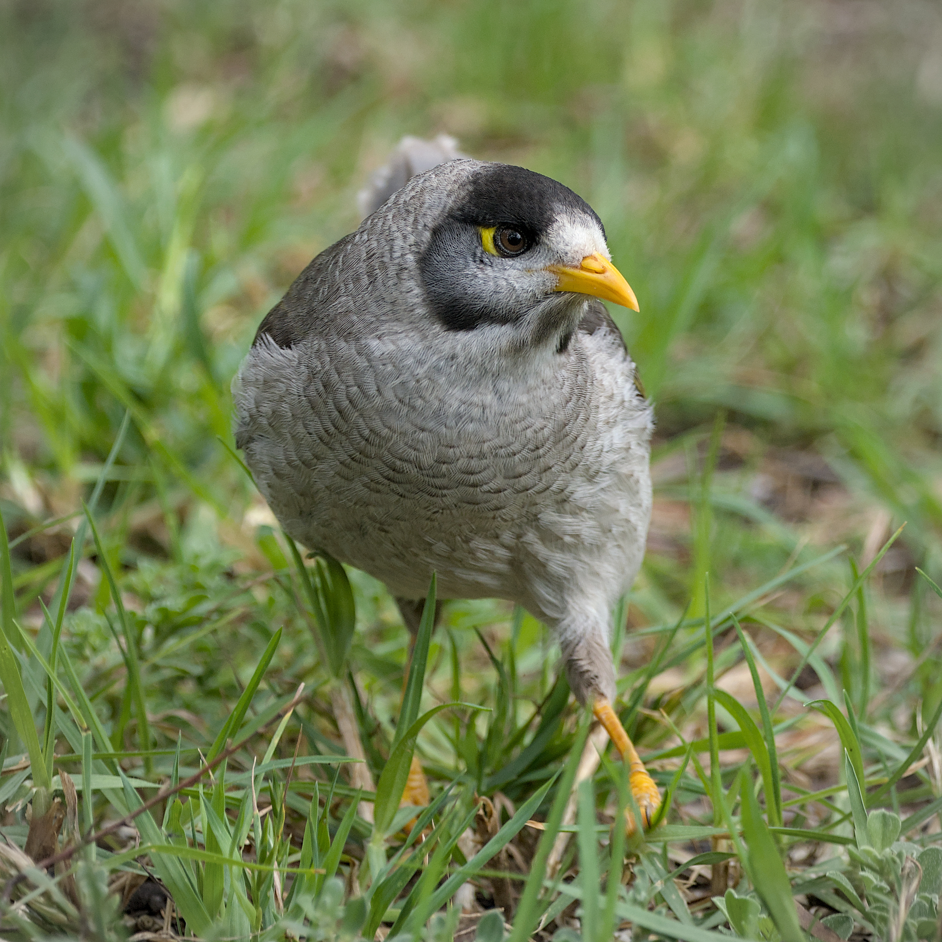 Noisy Miner Noisy Miner