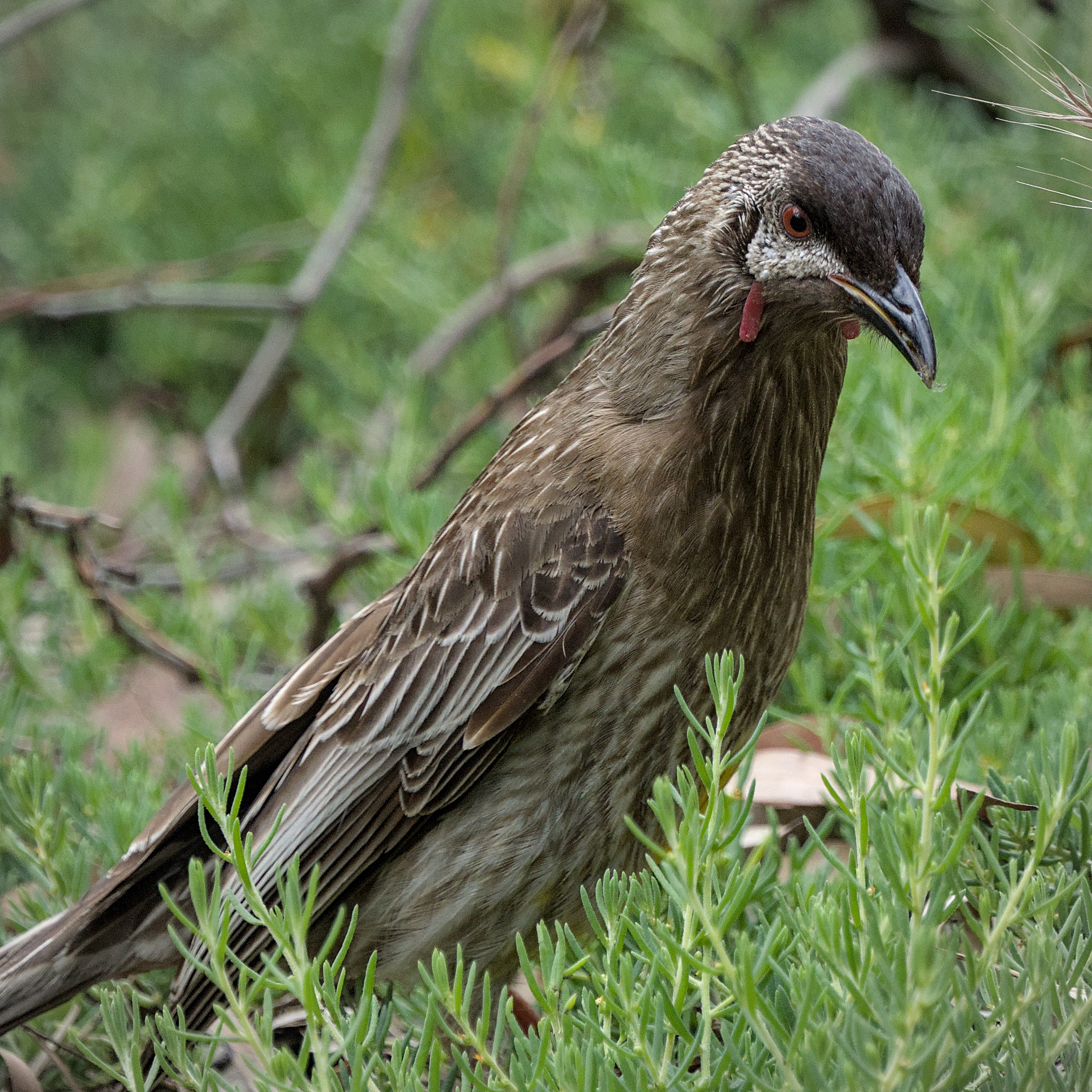 Red Wattlebird Red Wattlebird