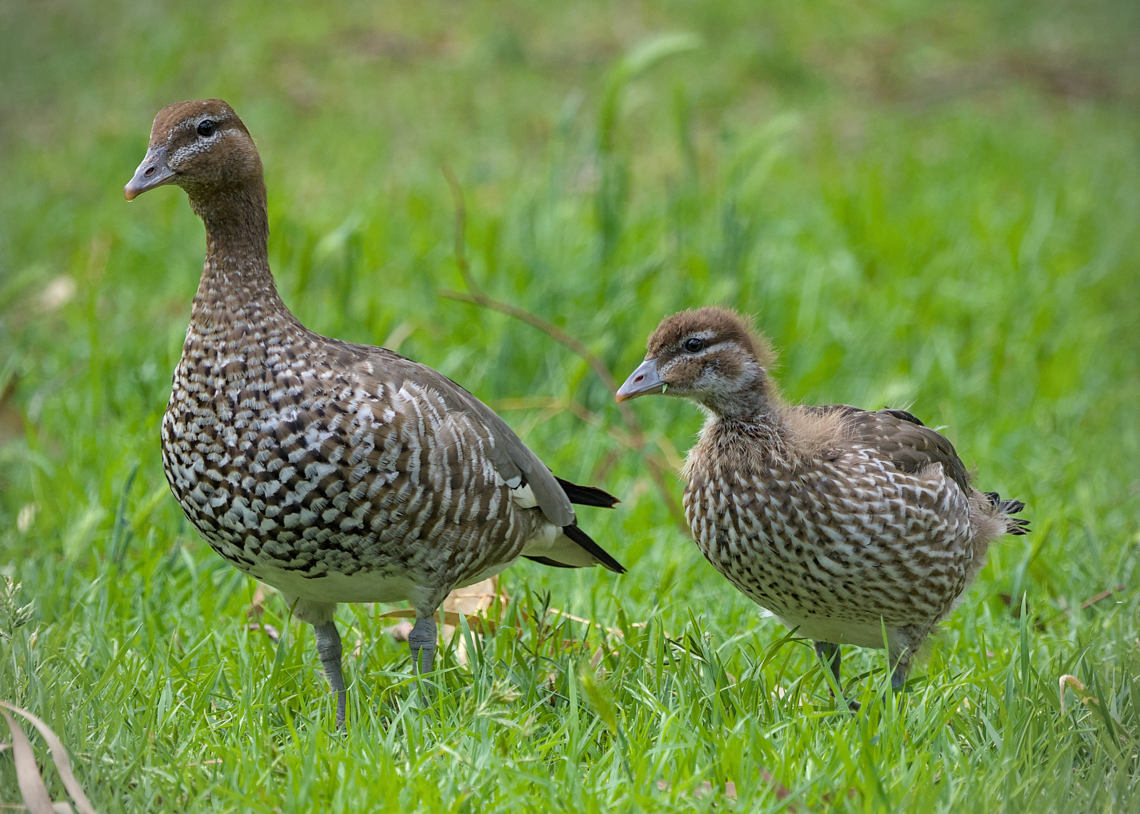 Maned Duck Maned Duck