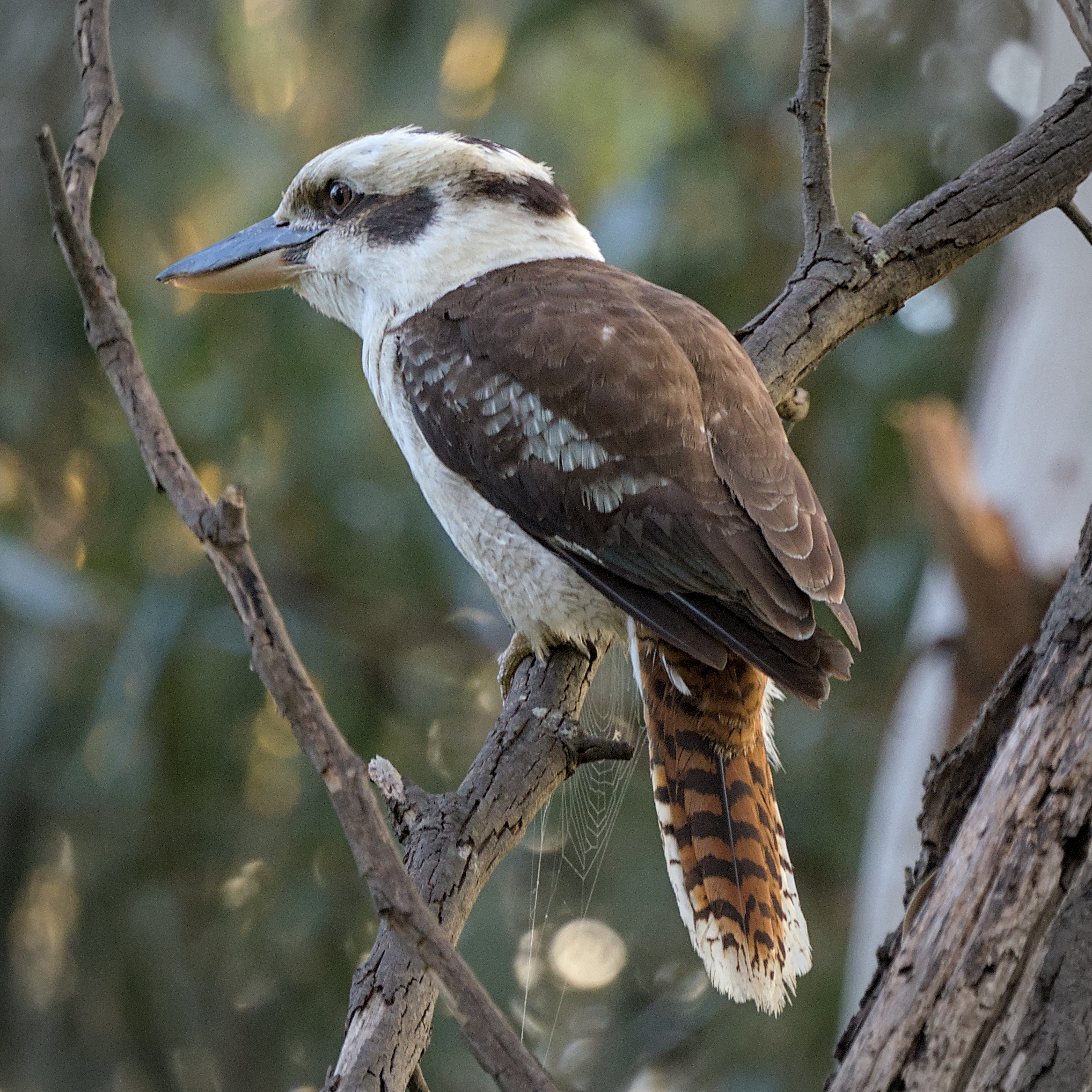 Laughing Kookaburra Laughing Kookaburra