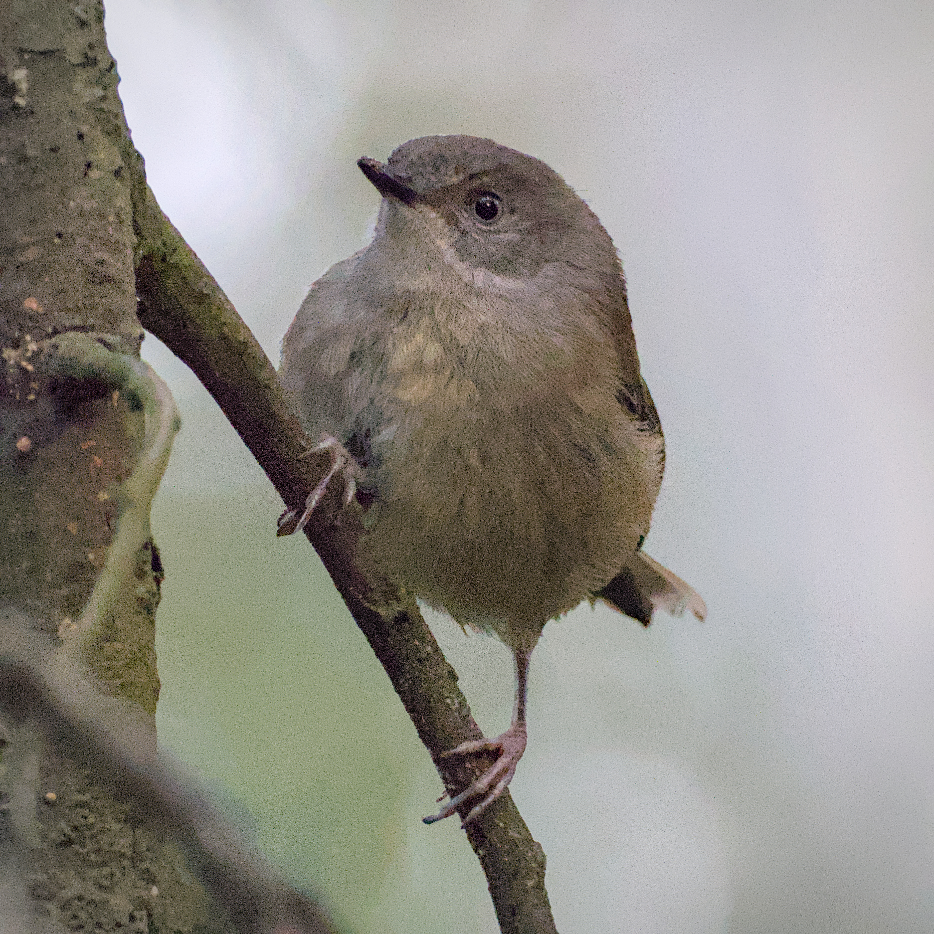 Brown Thornbill Brown Thornbill