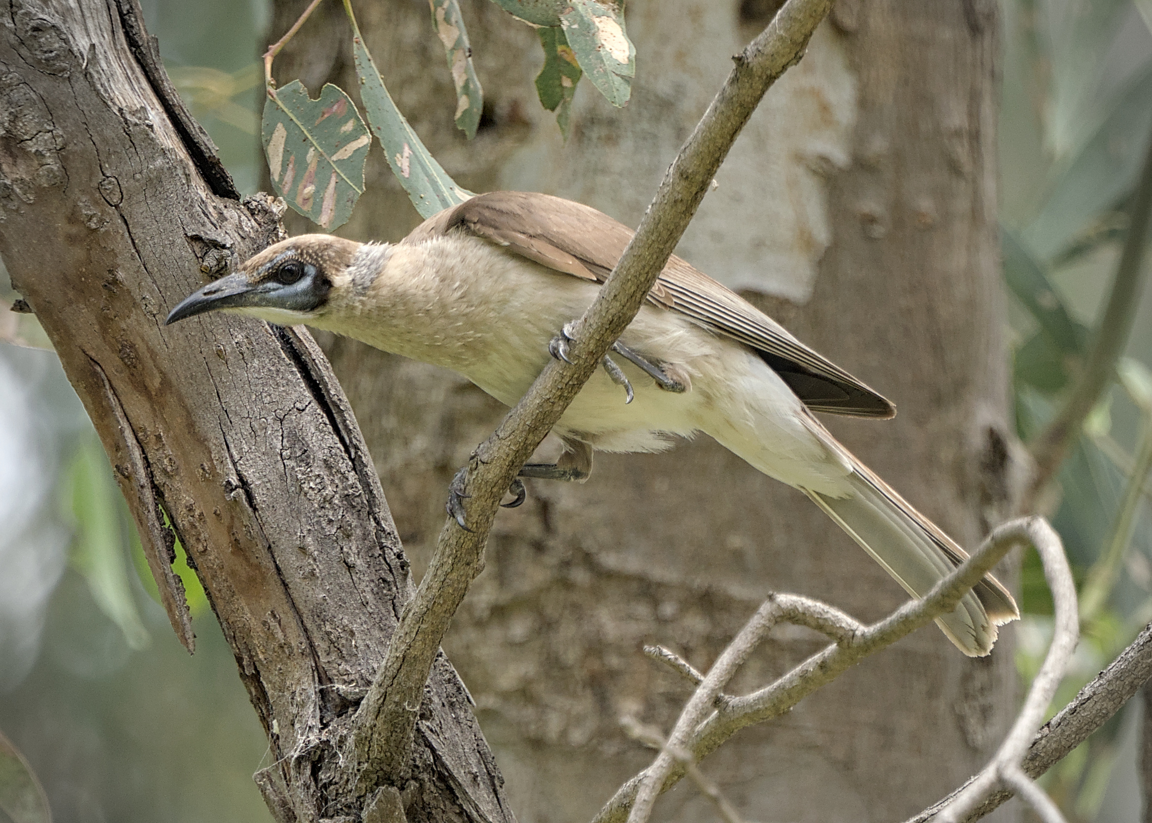 Little Friarbird Little Friarbird