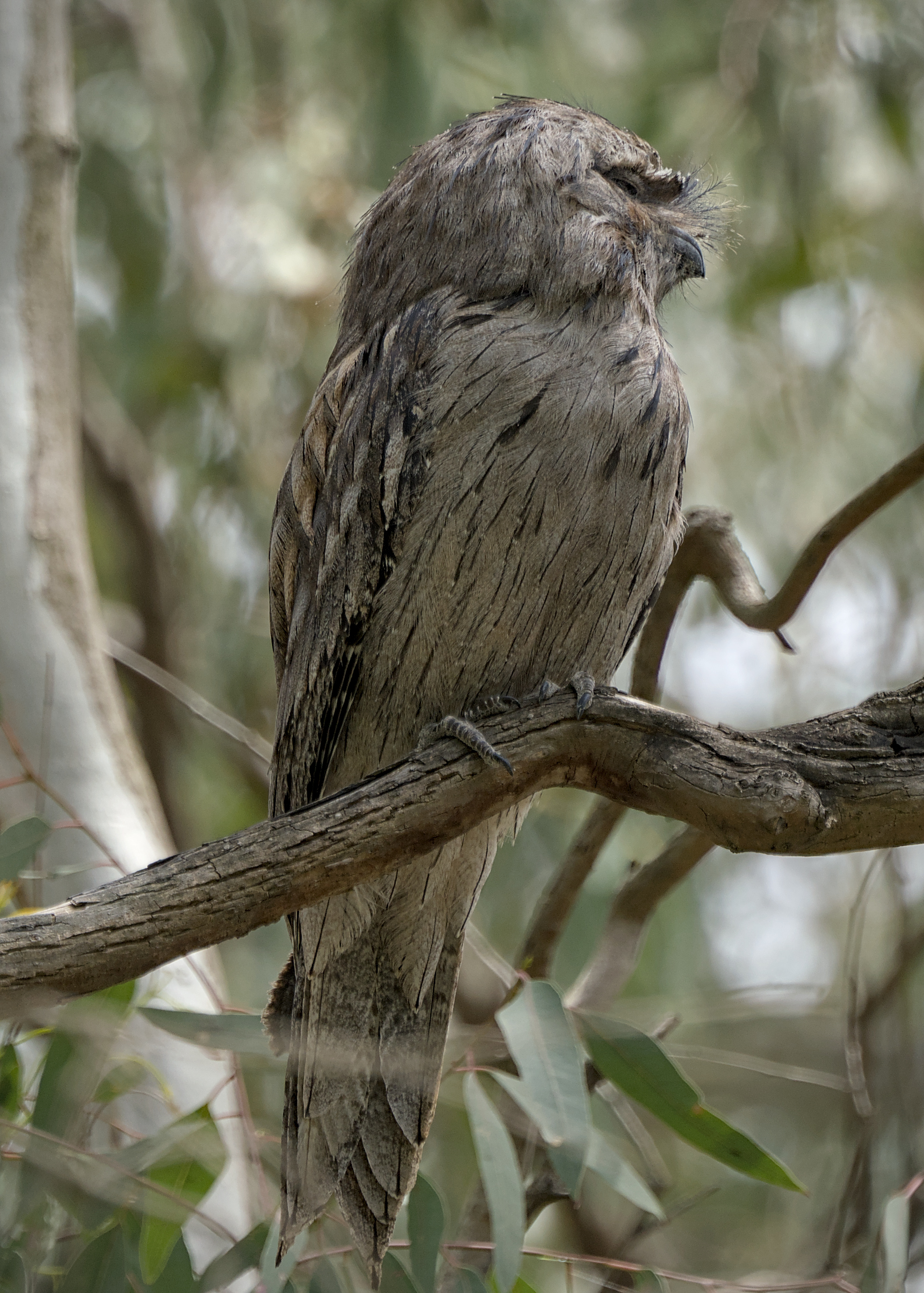 Tawny Frogmouth Tawny Frogmouth