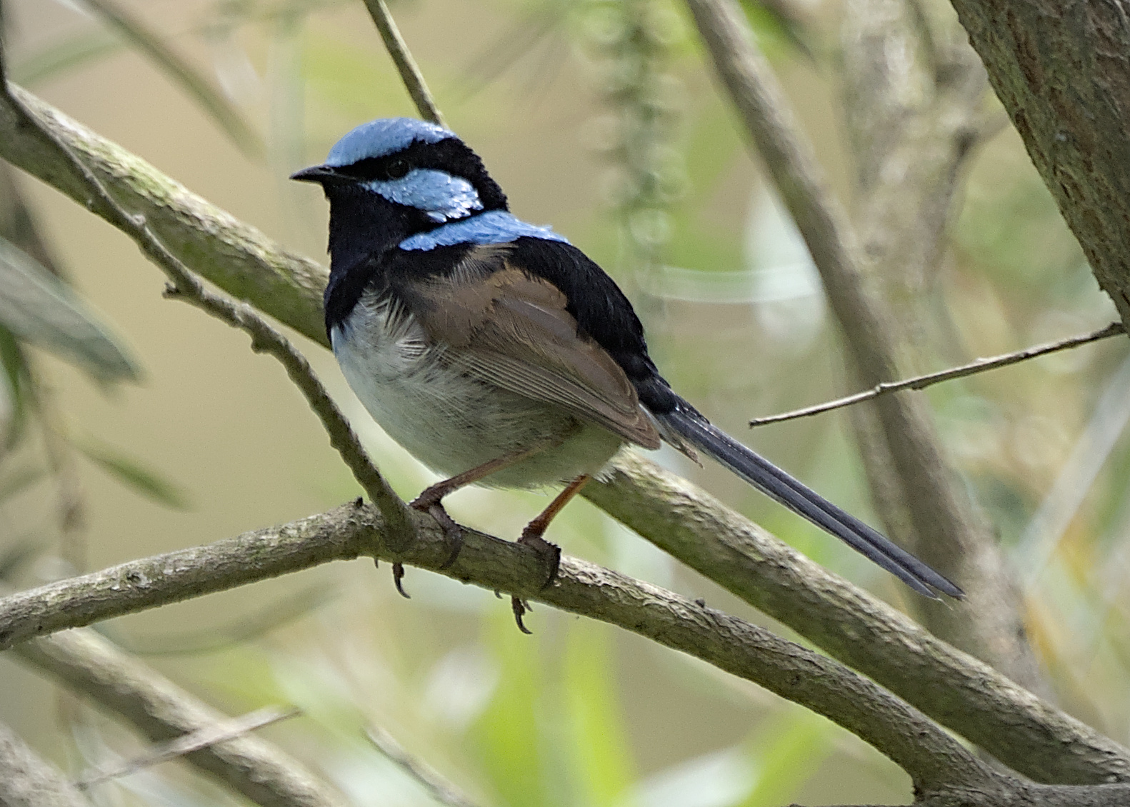 Superb Fairywren Superb Fairywren