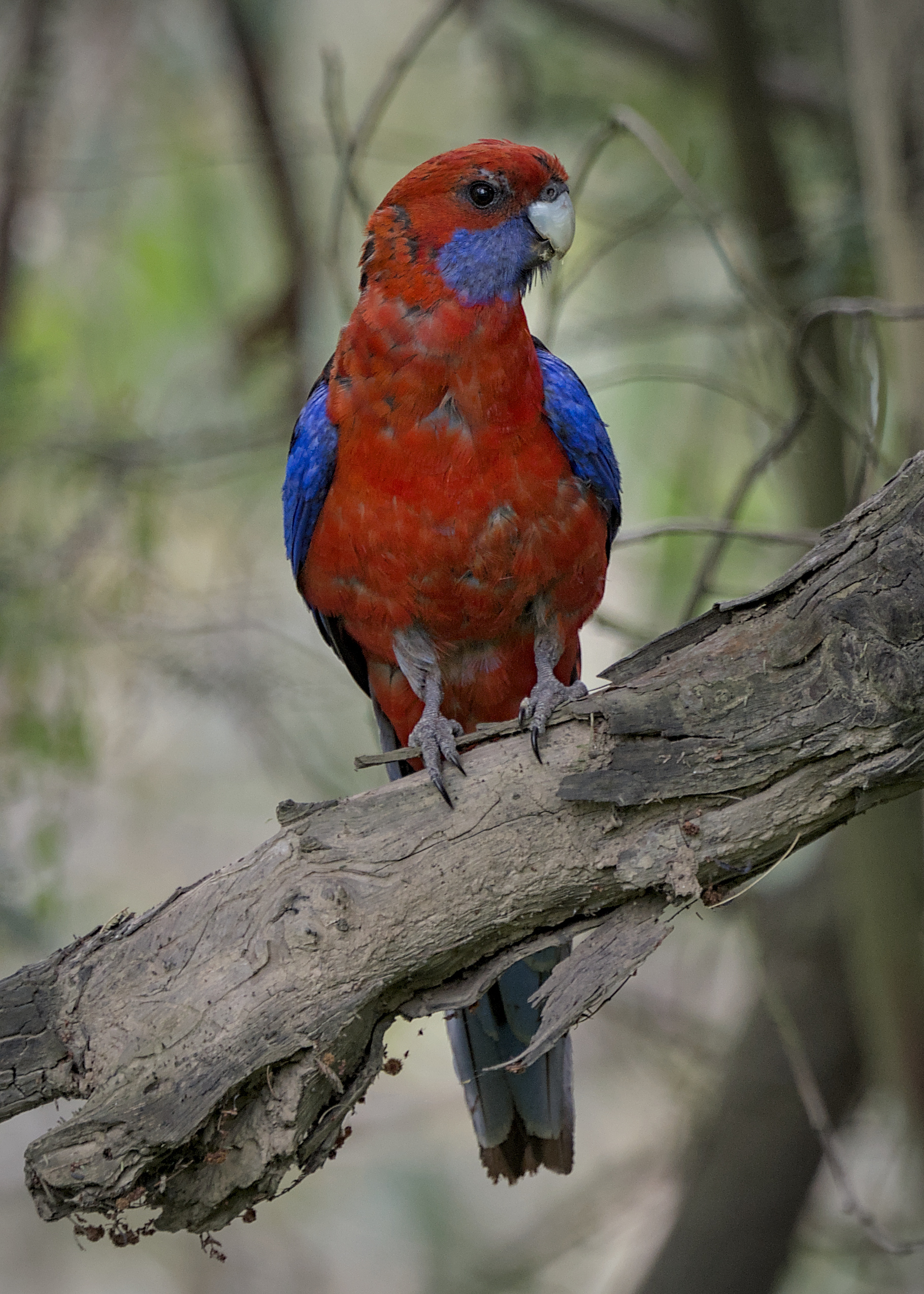 Crimson Rosella Crimson Rosella