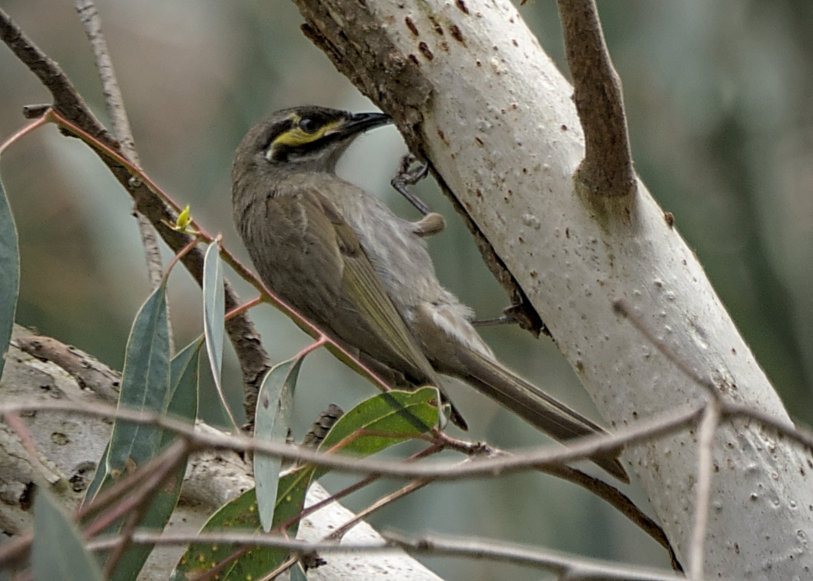 Yellow-faced Honeyeater Yellow-faced Honeyeater