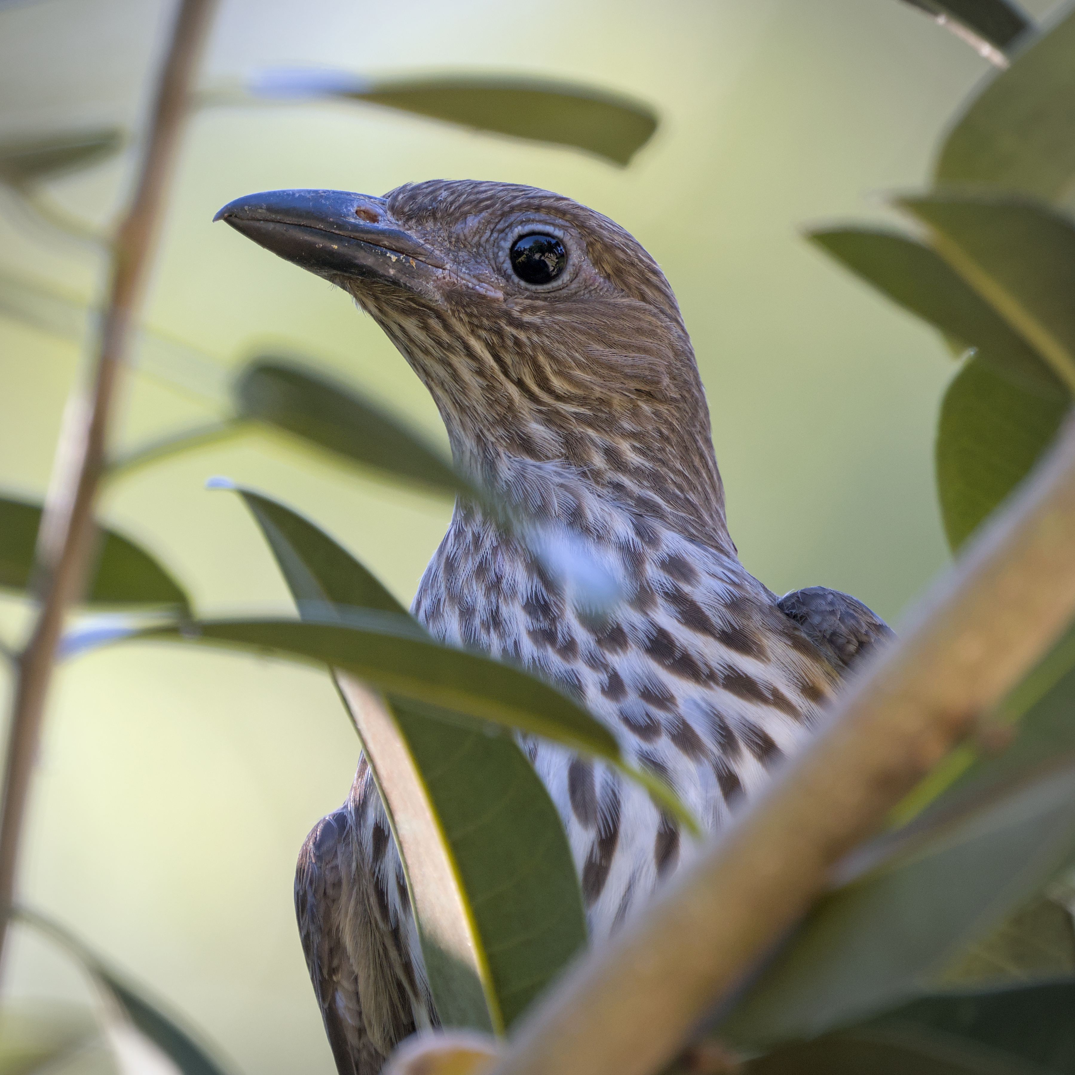 Australasian Figbird Australasian Figbird