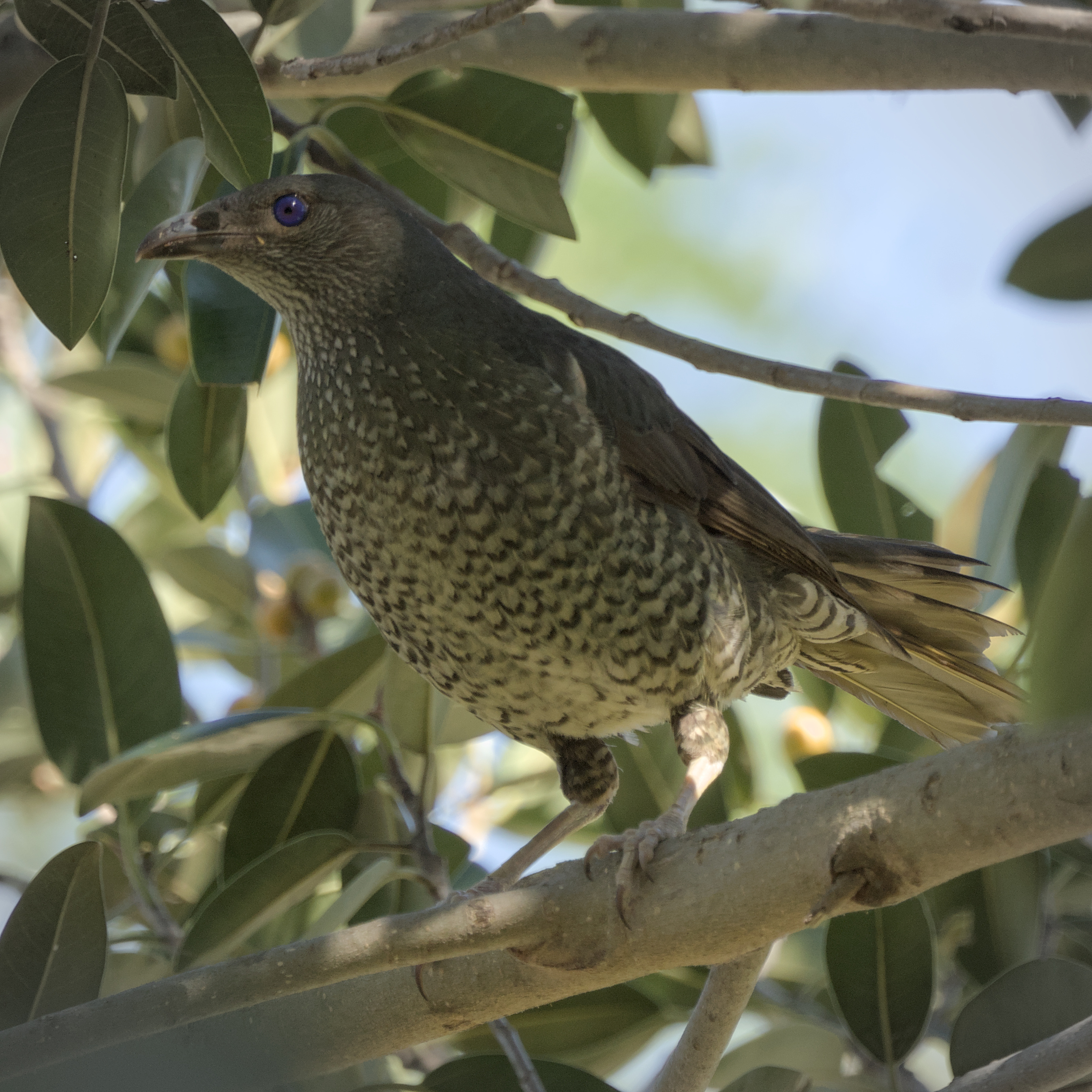 Satin Bowerbird Satin Bowerbird