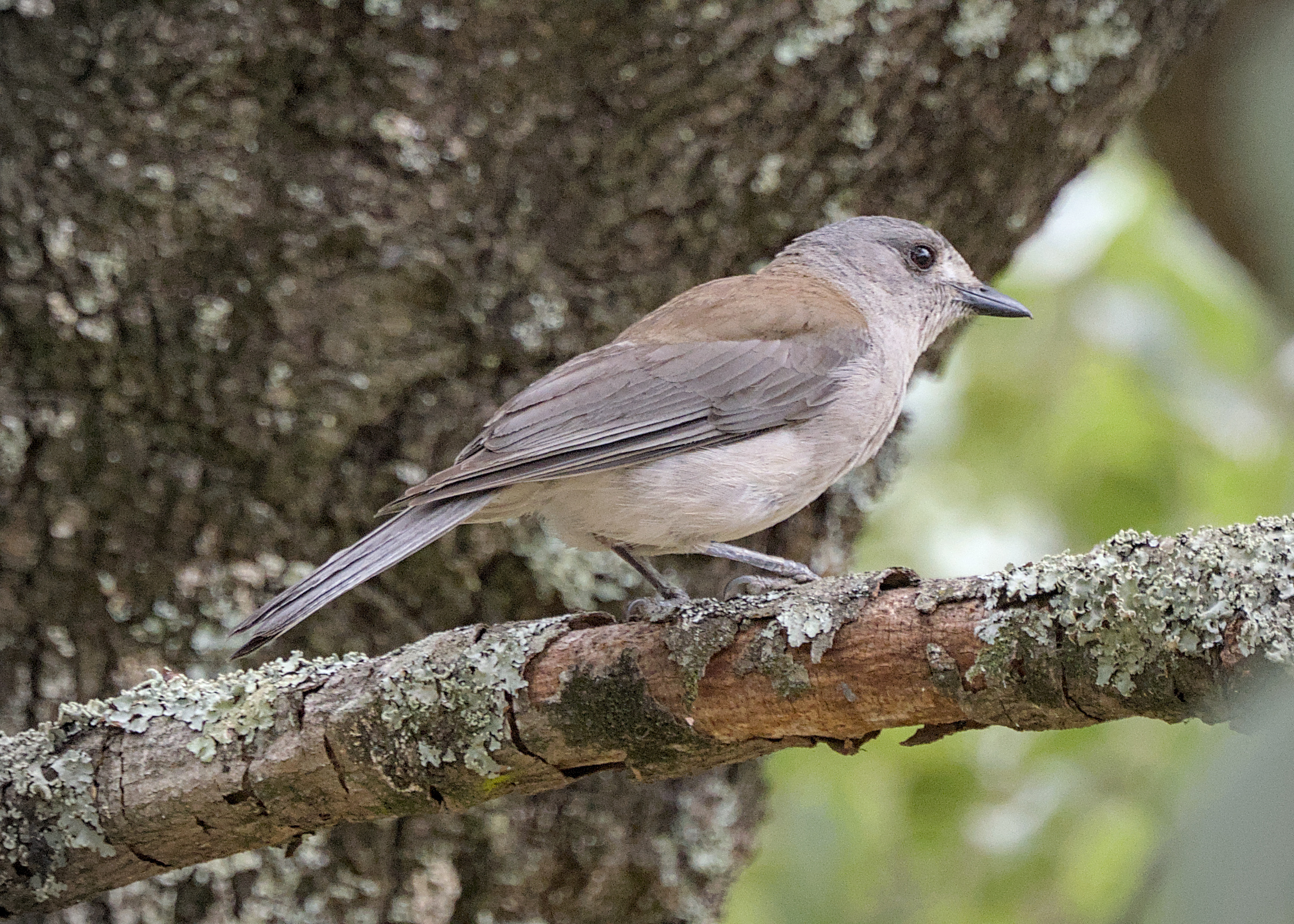 Gray Shrikethrush Gray Shrikethrush