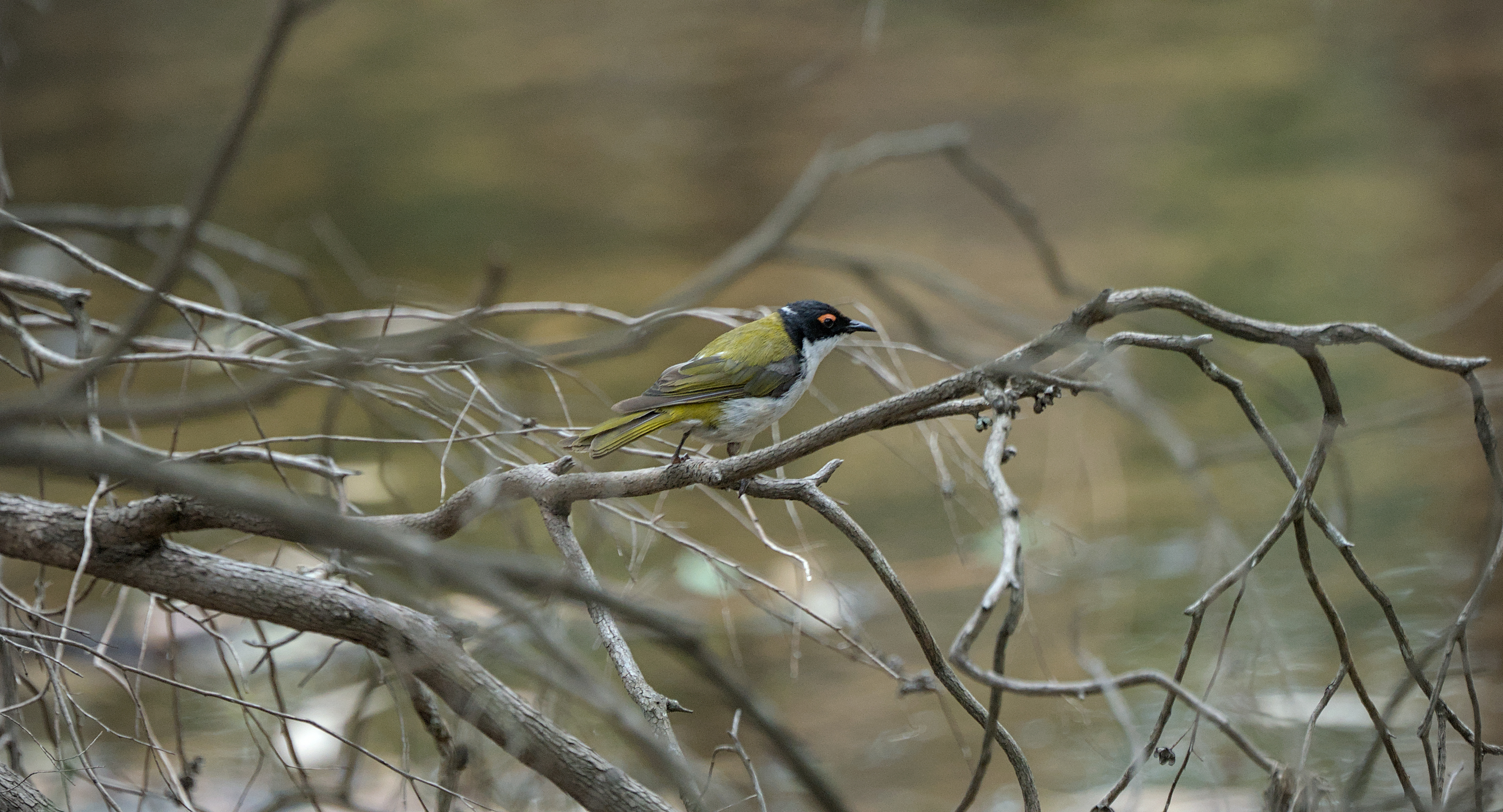 White-naped Honeyeater White-naped Honeyeater