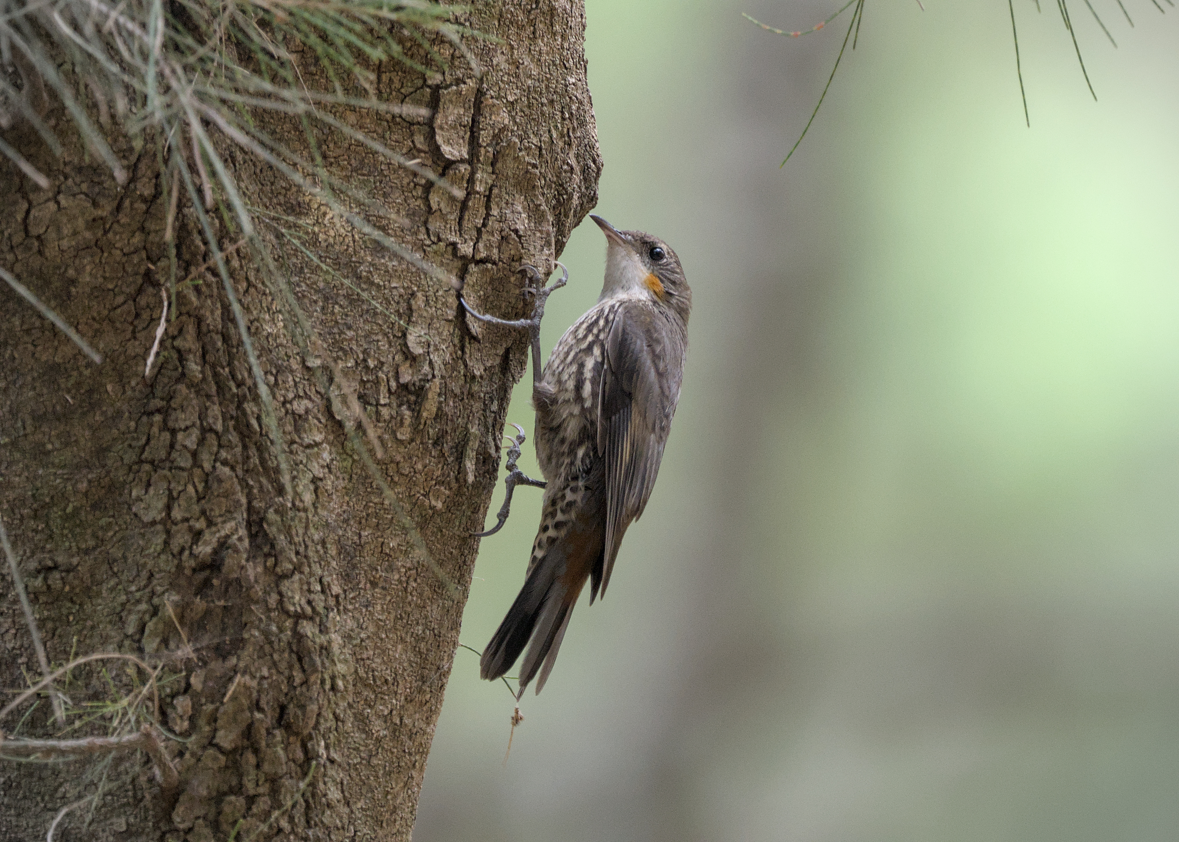 White-throated Treecreeper White-throated Treecreeper