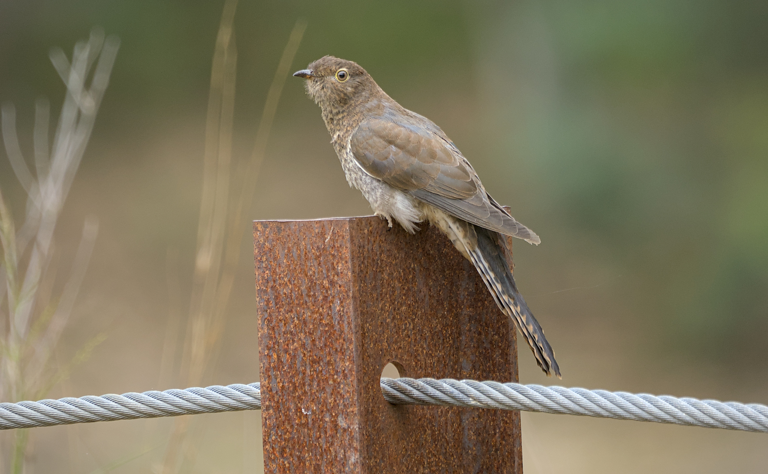 Fan-tailed Cuckoo Fan-tailed Cuckoo