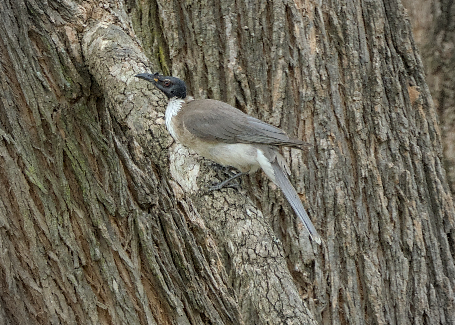 Noisy Friarbird Noisy Friarbird