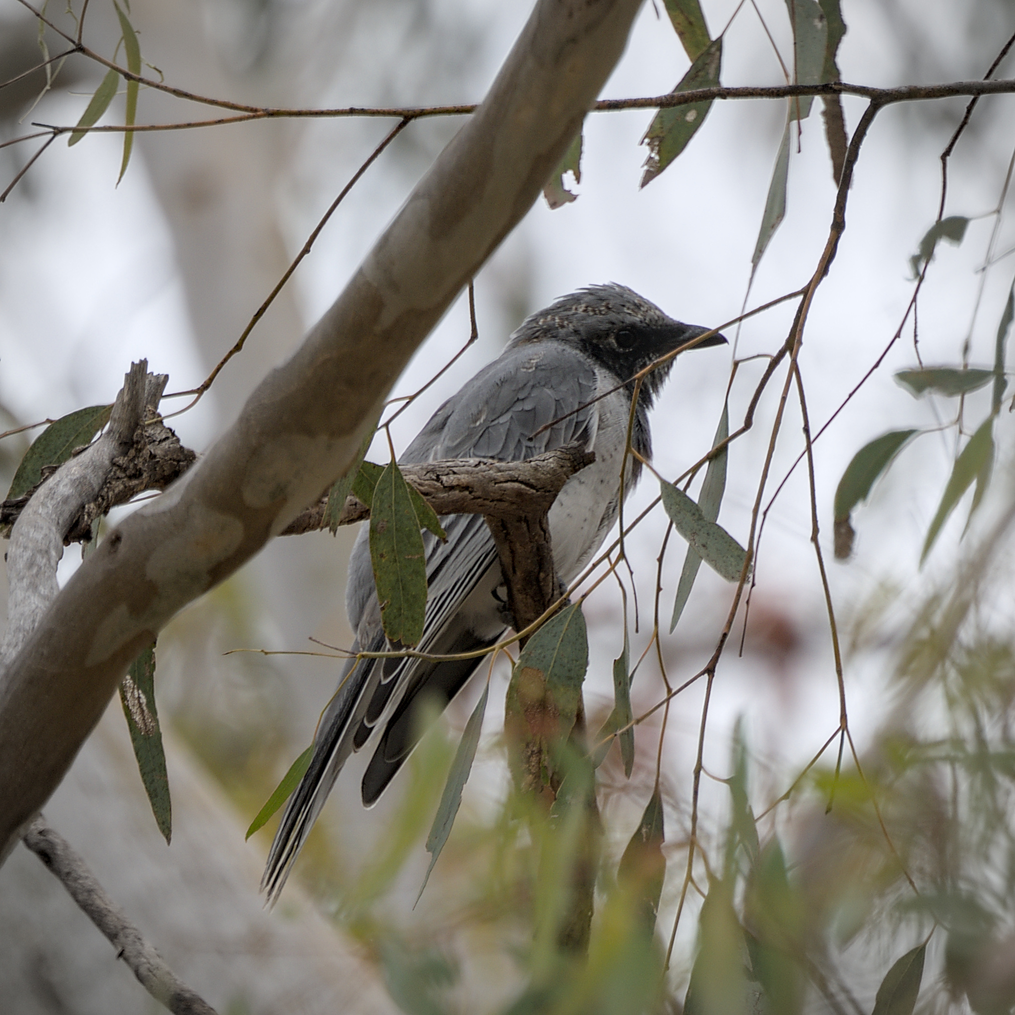 White-bellied Cuckooshrike White-bellied Cuckooshrike