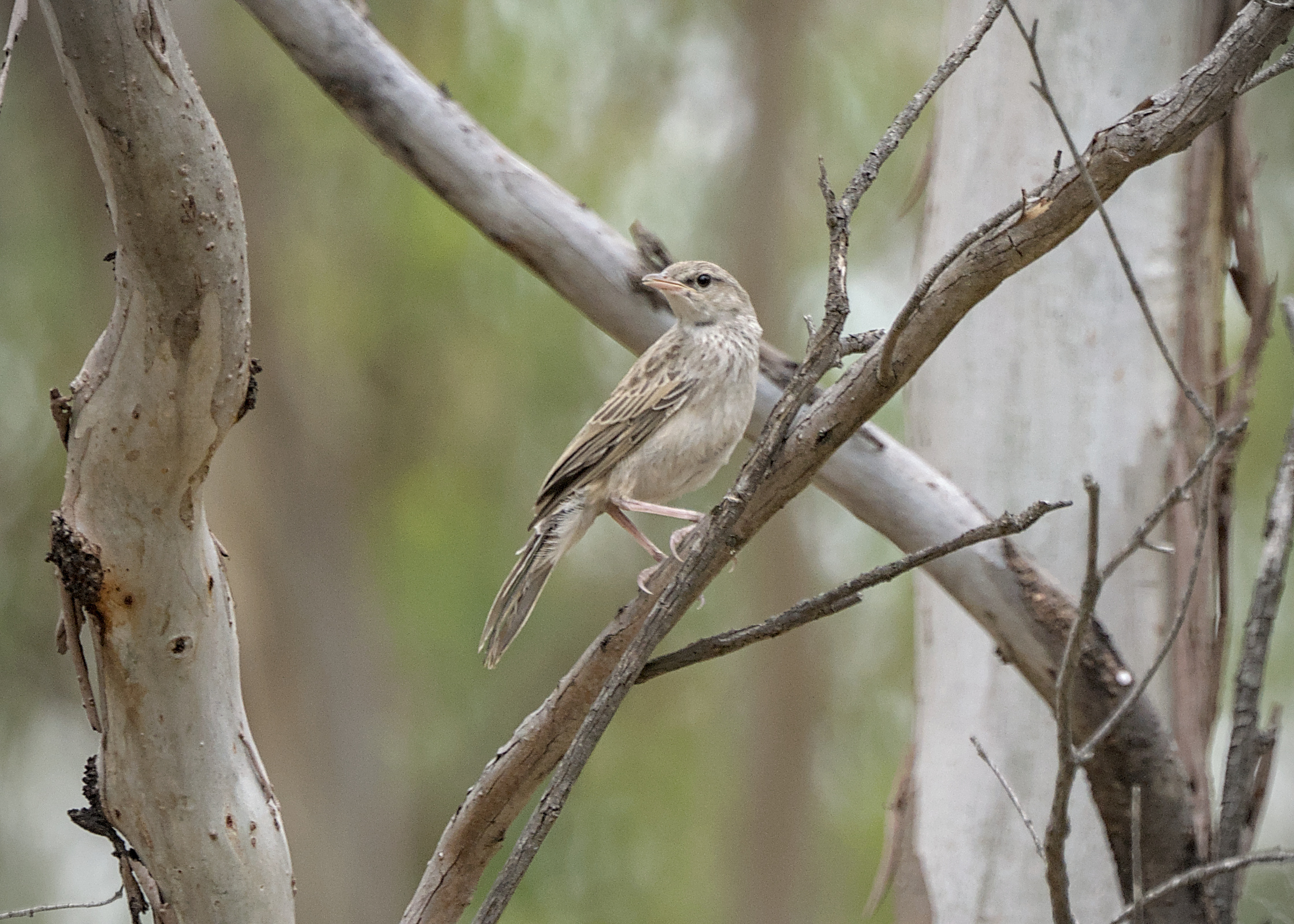Rufous Songlark Rufous Songlark