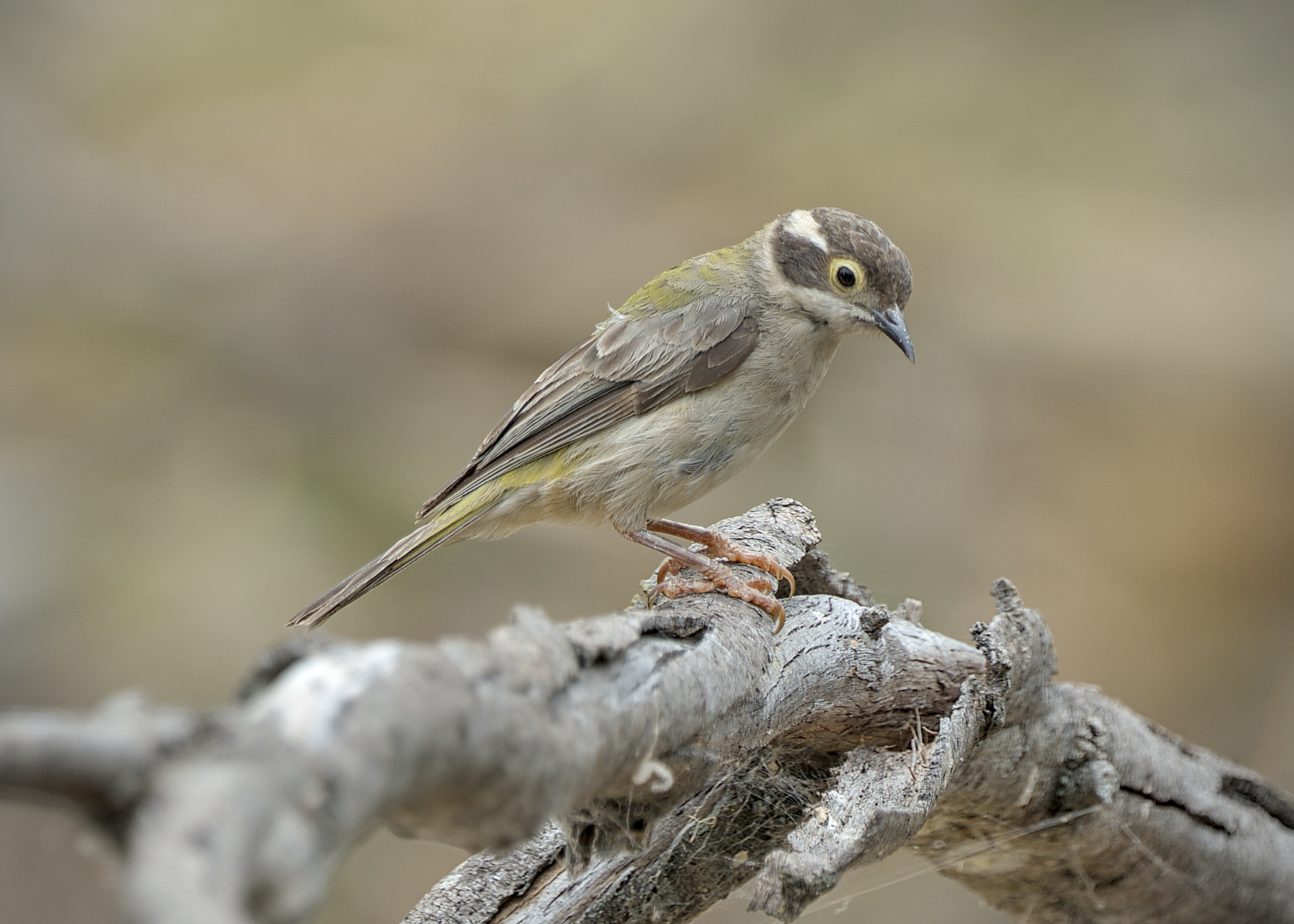 Brown-headed Honeyeater Brown-headed Honeyeater