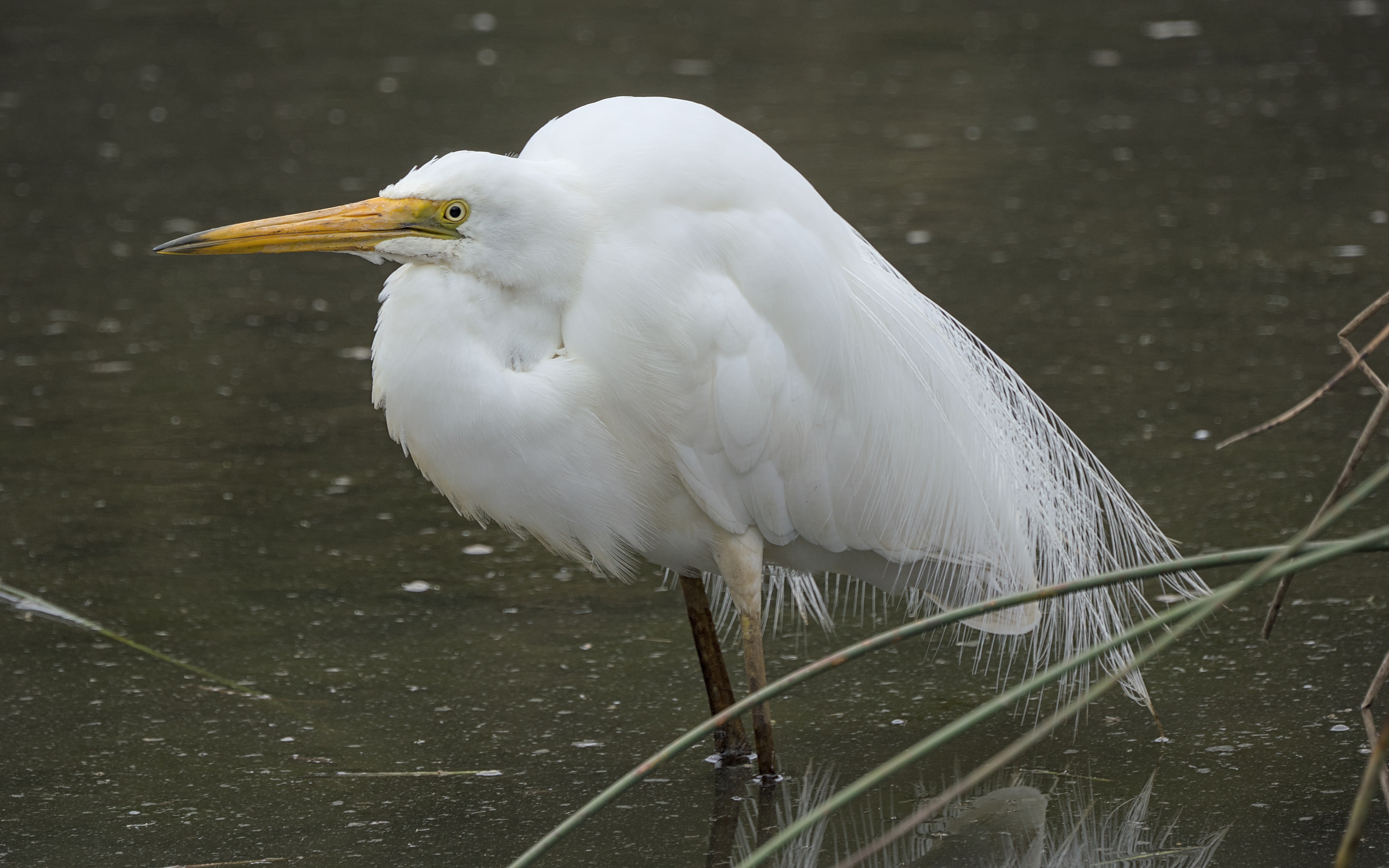 Great Egret Great Egret