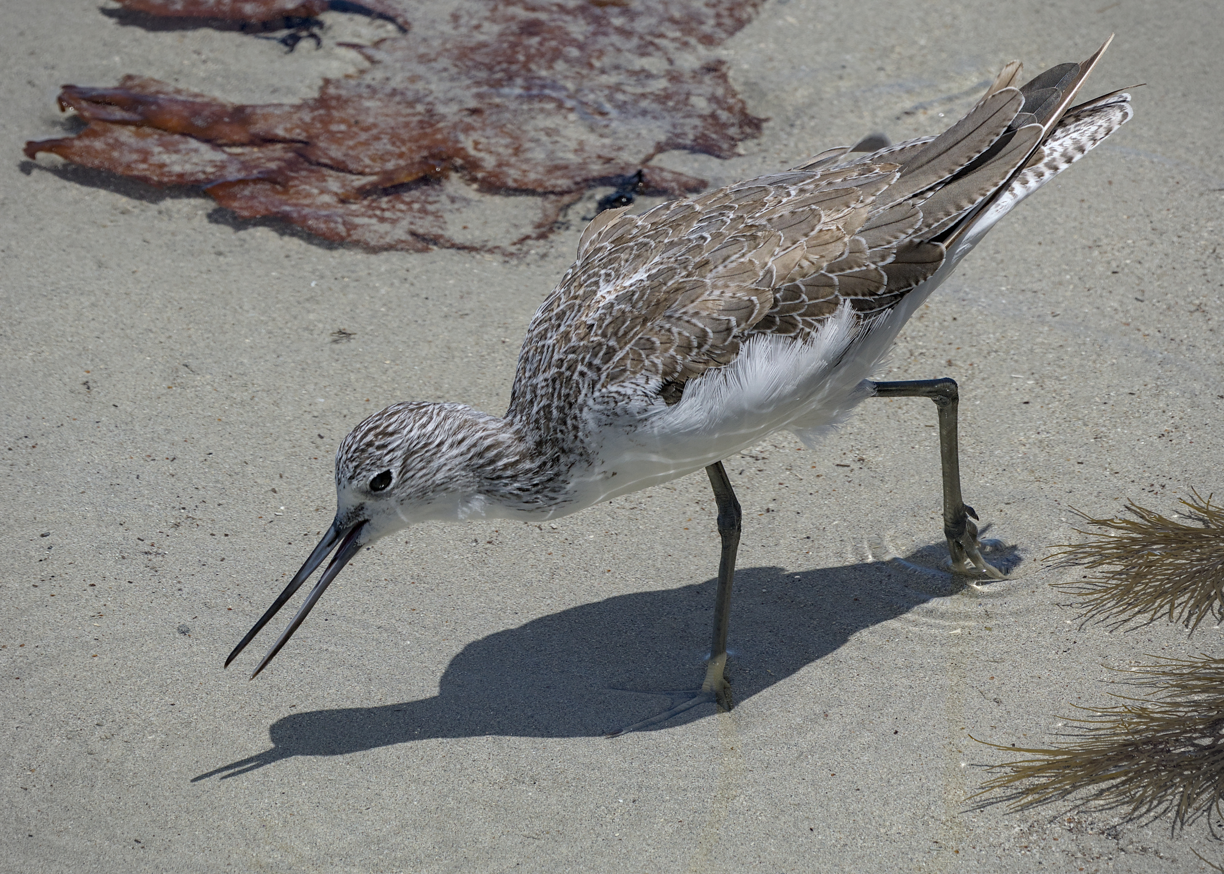 Common Greenshank Common Greenshank