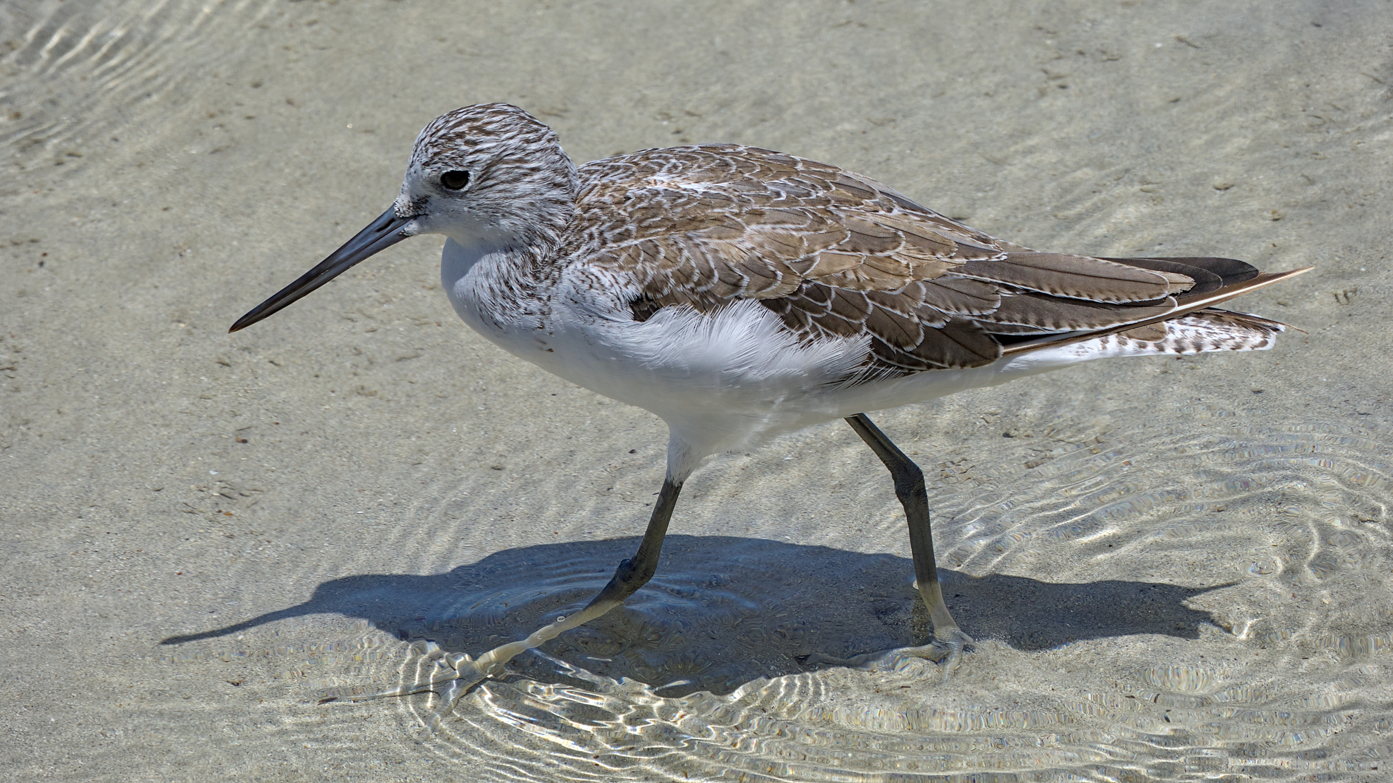 Common Greenshank Common Greenshank