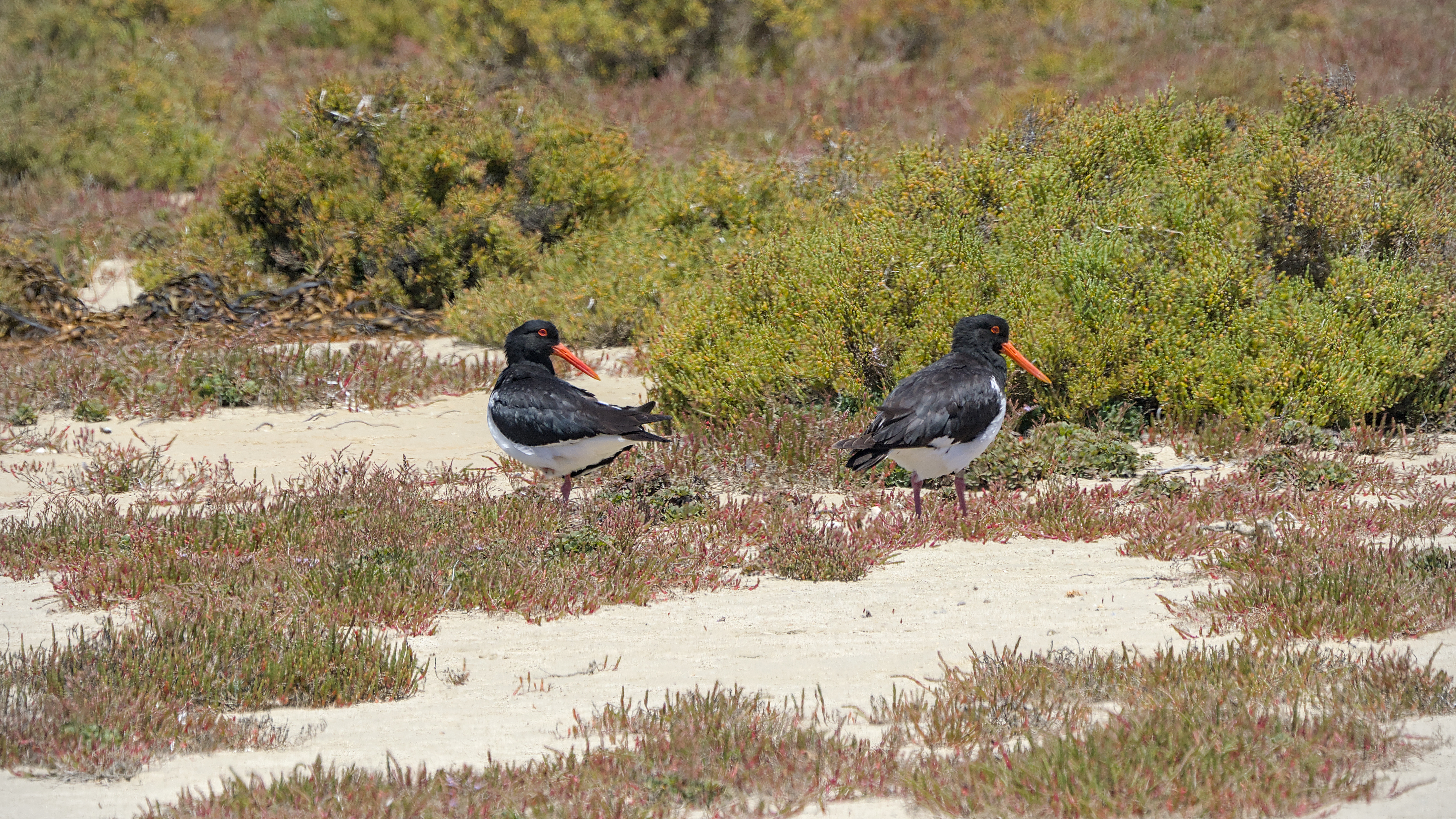 Pied Oystercatcher Pied Oystercatcher