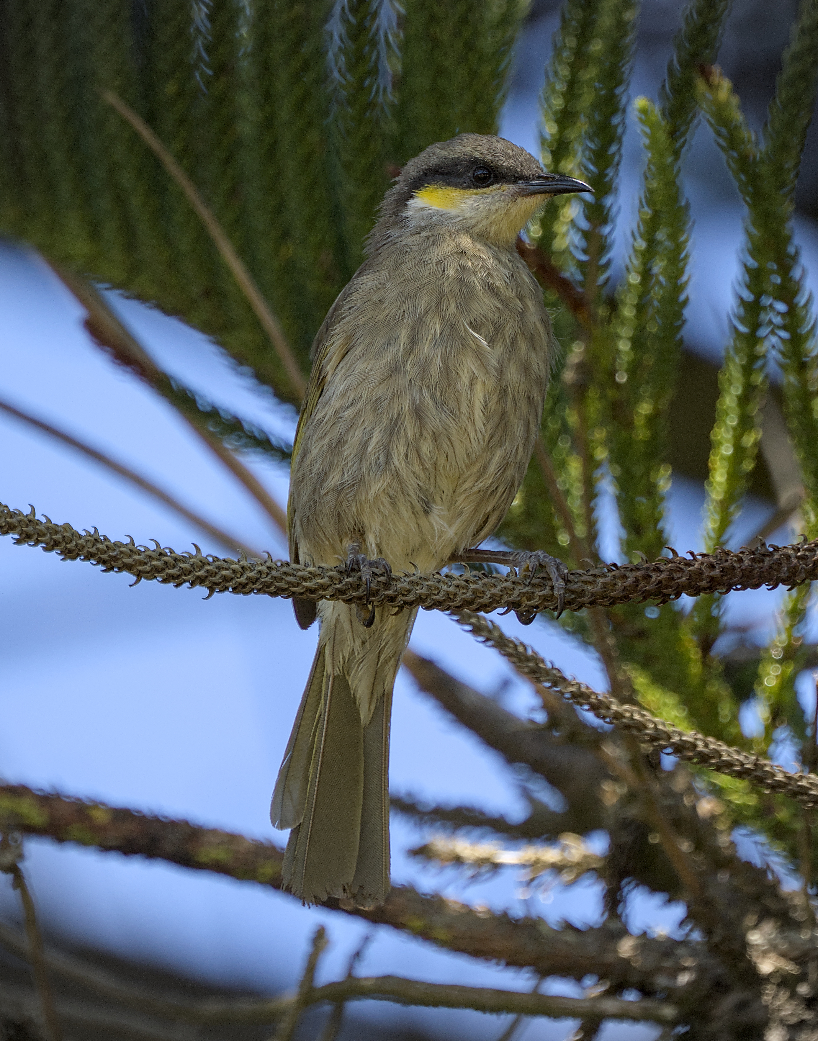 Singing Honeyeater Singing Honeyeater