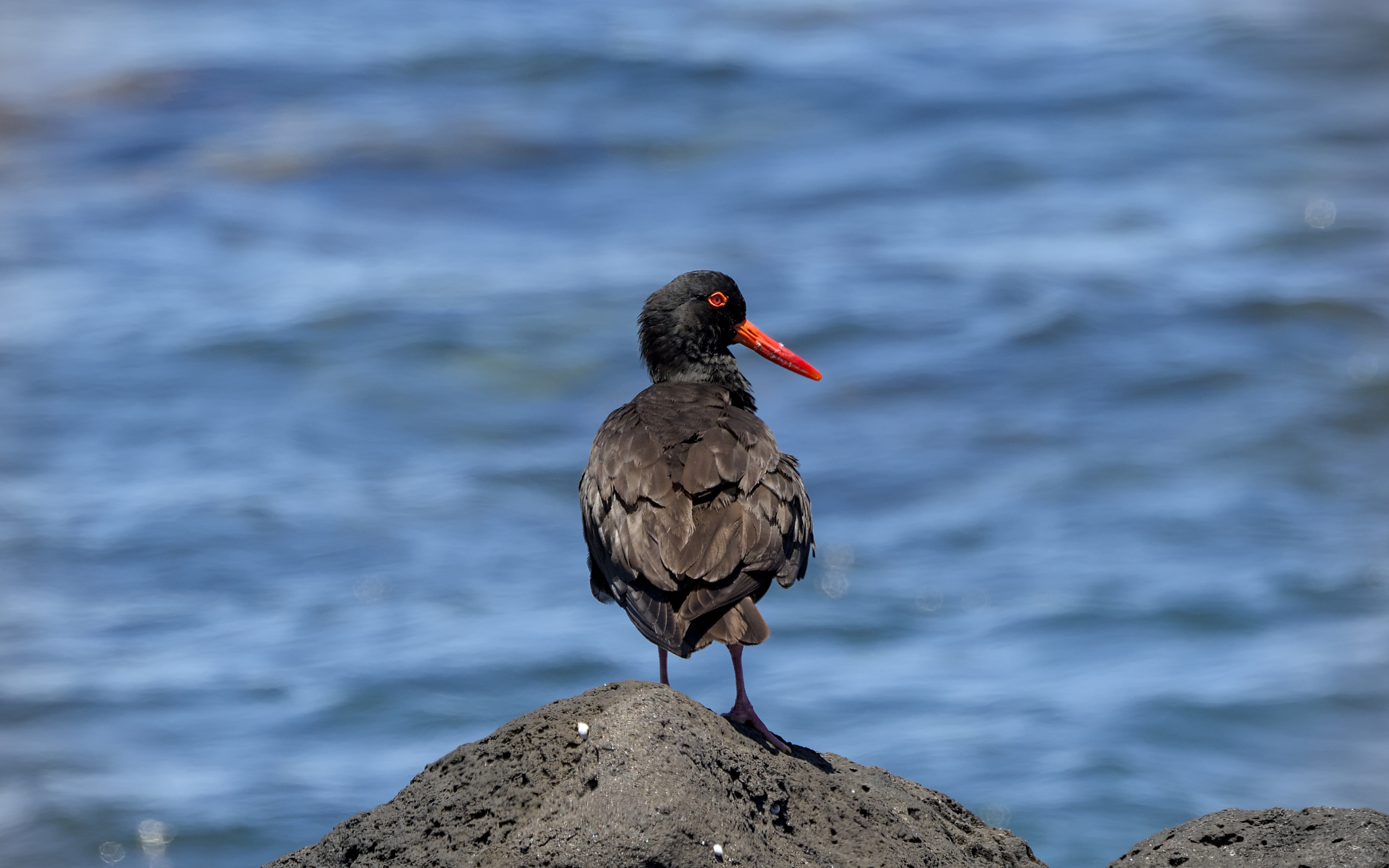 Sooty Oystercatcher Sooty Oystercatcher
