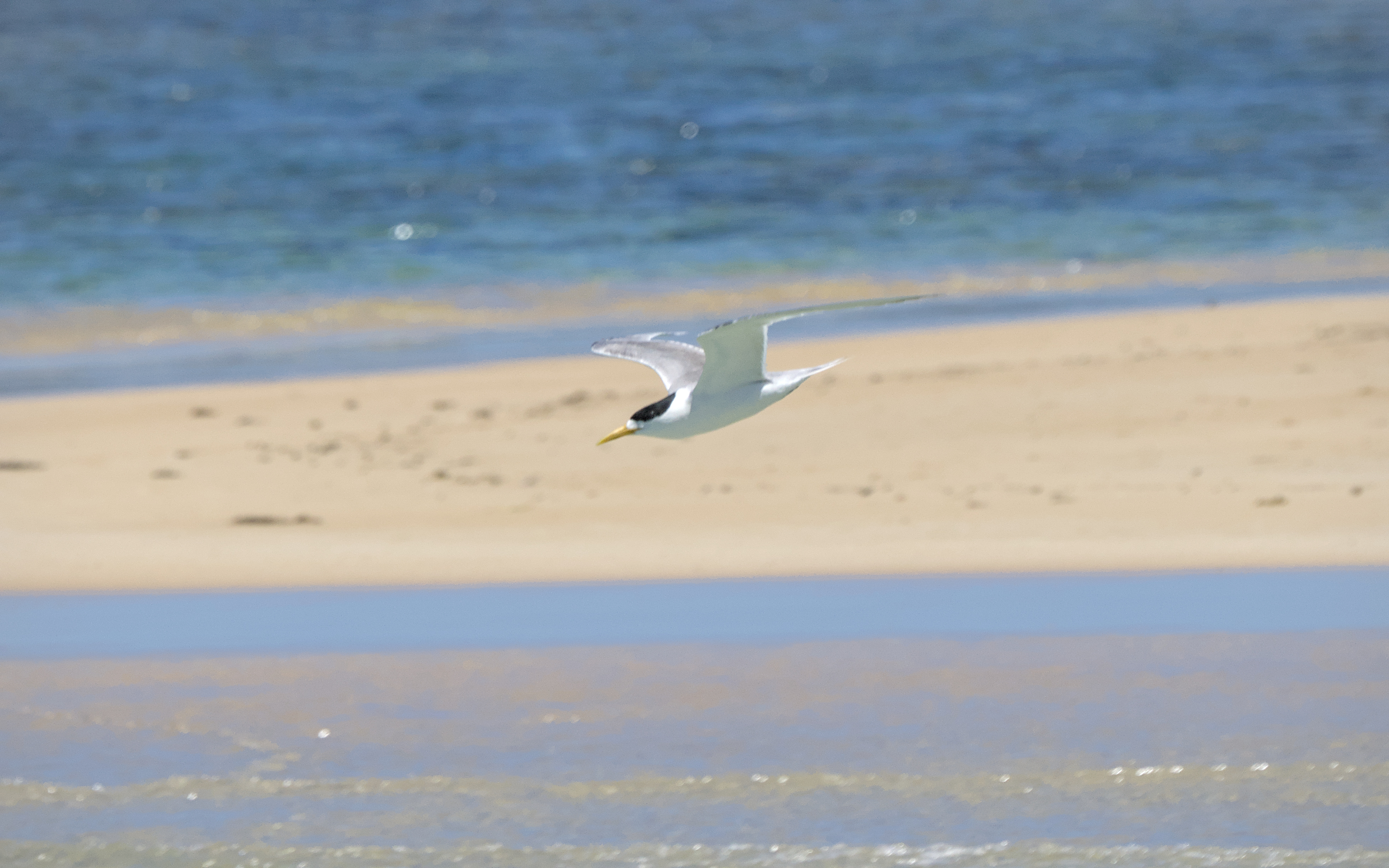 Great Crested Tern Great Crested Tern