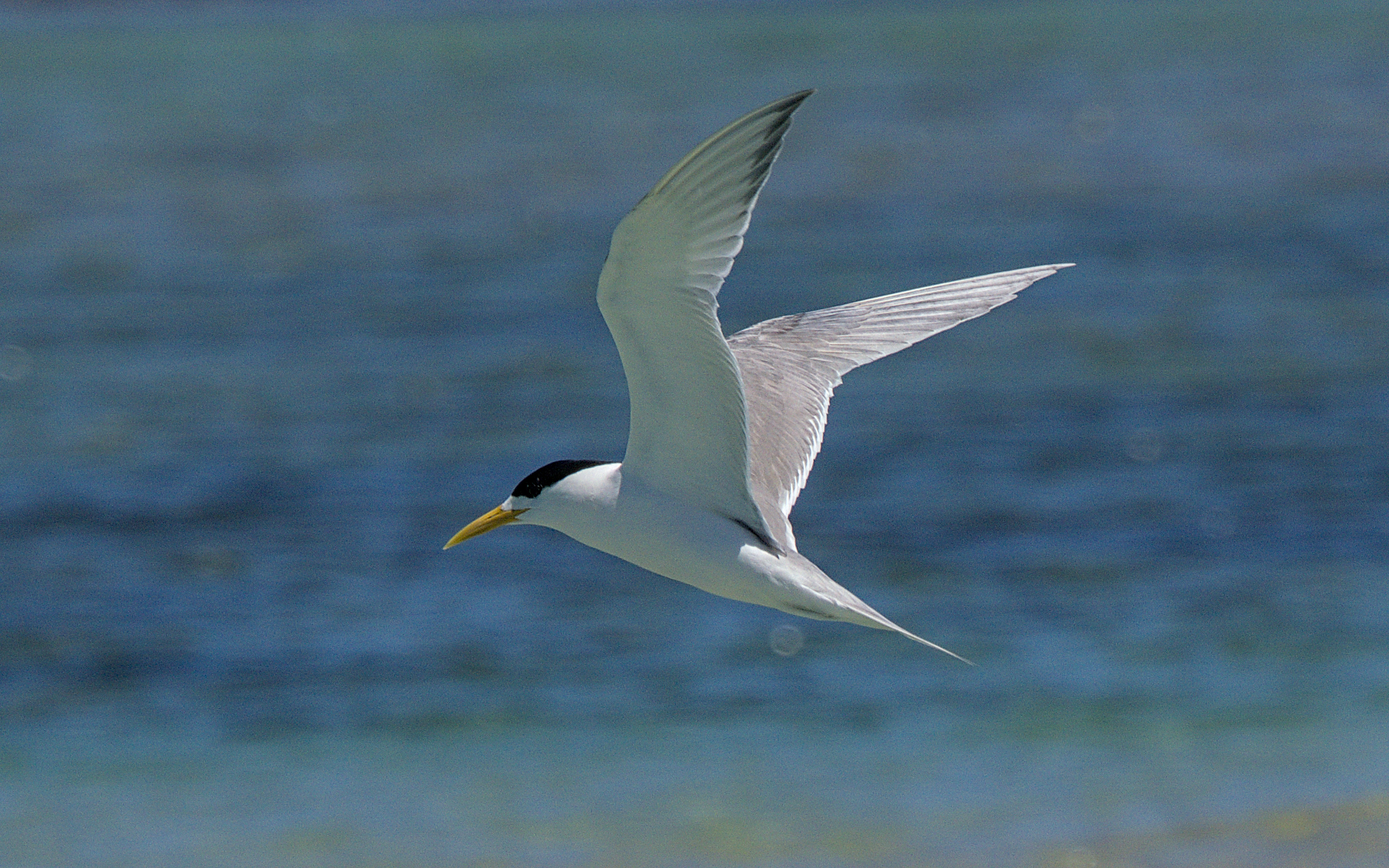 Great Crested Tern Great Crested Tern