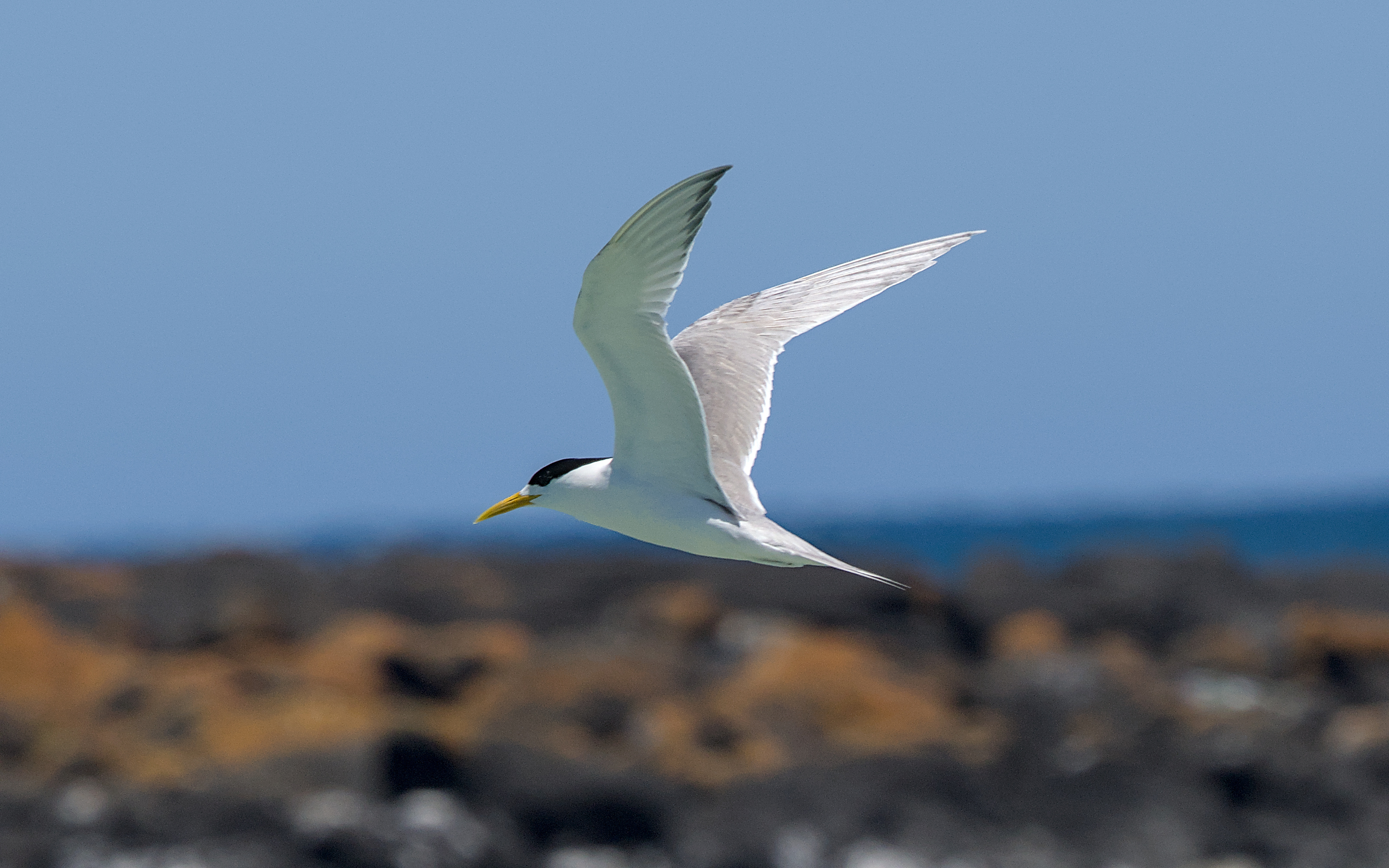 Great Crested Tern Great Crested Tern