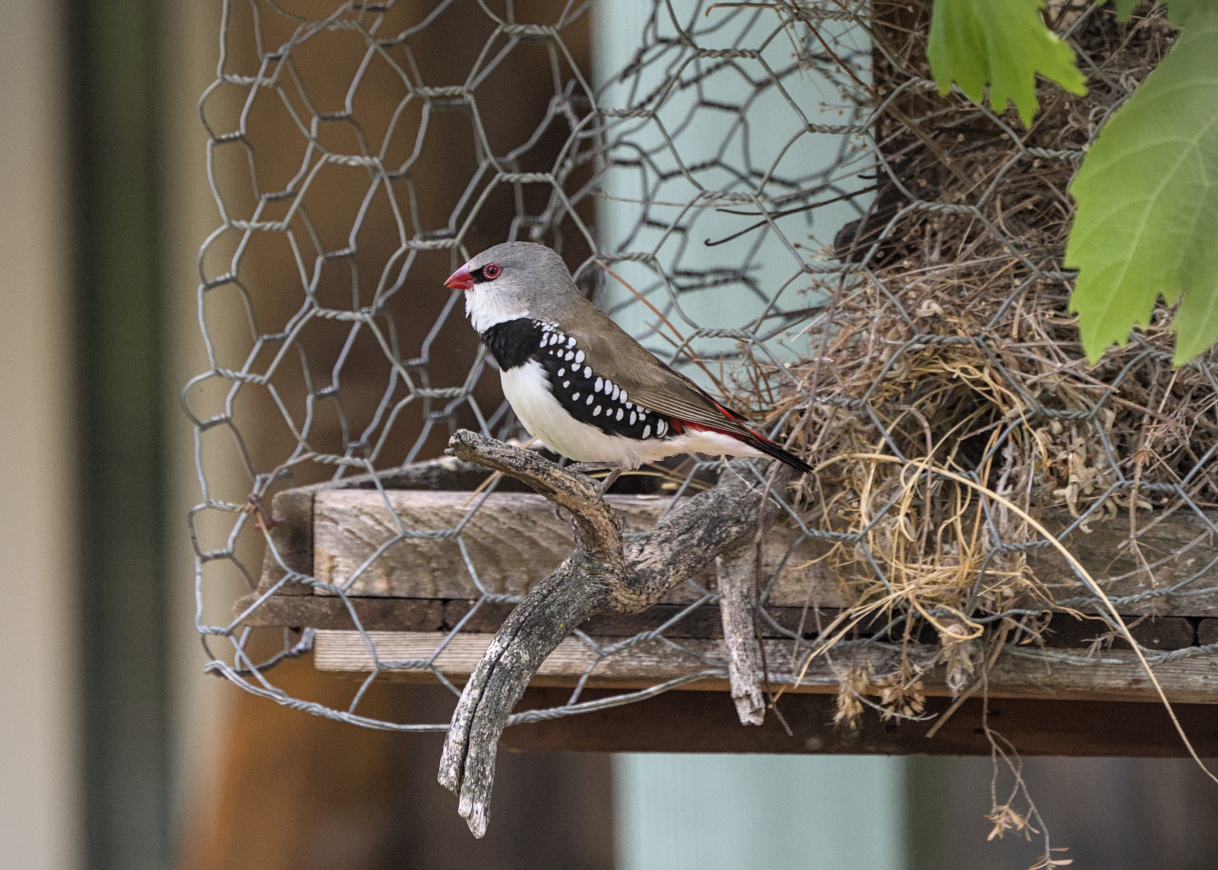 Diamond Firetail Diamond Firetail
